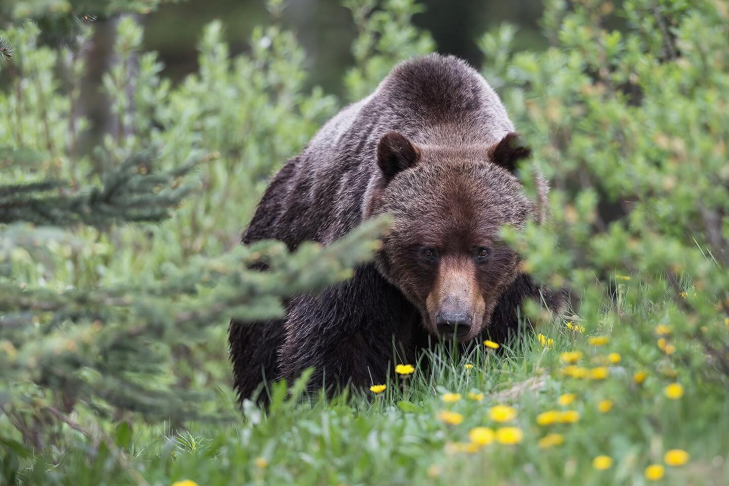 Happy first day of Spring!🌼

It won&rsquo;t be long now until these beauties reappear on the landscape! Some large males might already be out and about here in the Canadian Rockies.

Typically the order of grizzlies emerging from dens is: male grizz