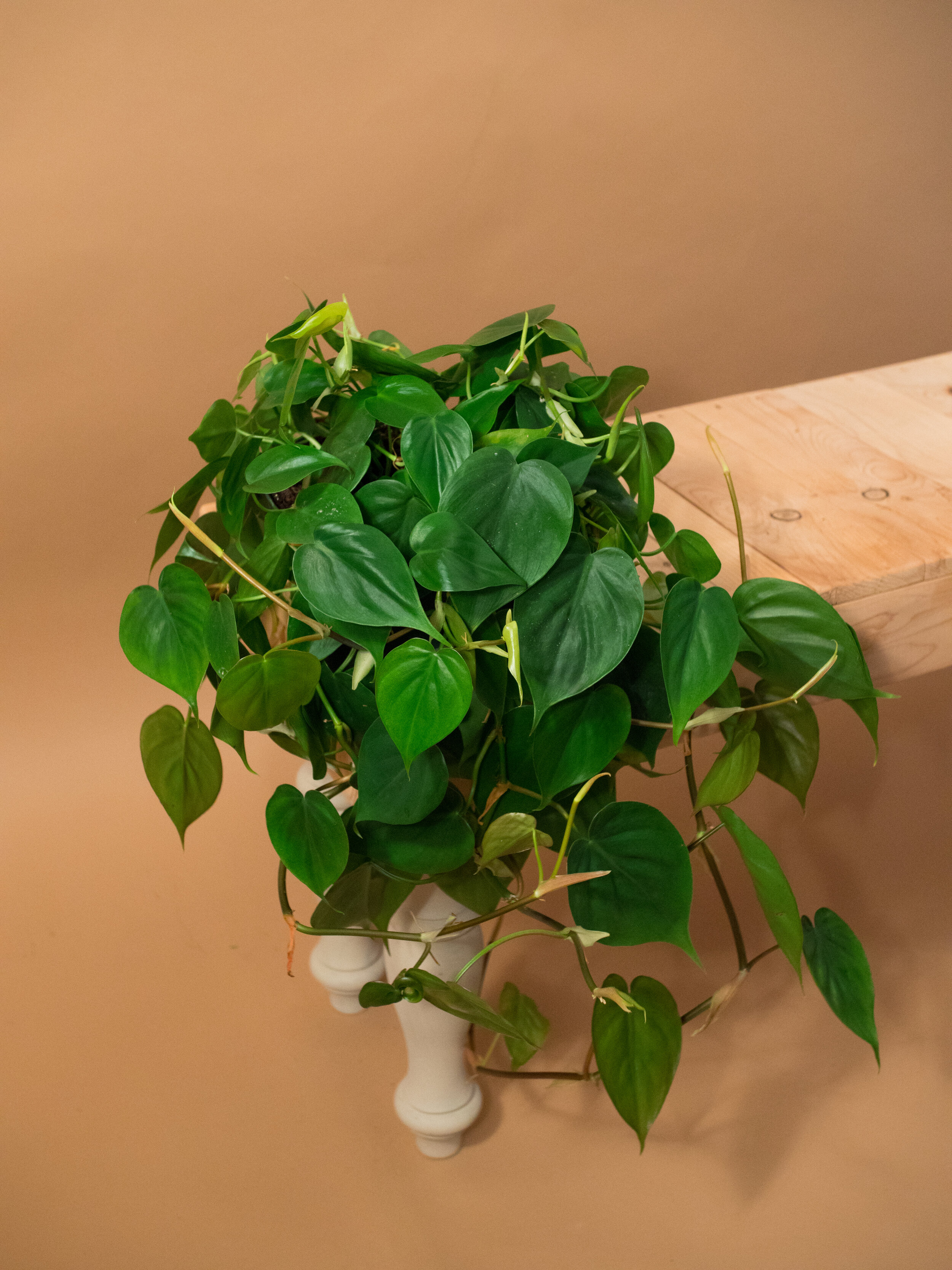 heart leaf philodendron