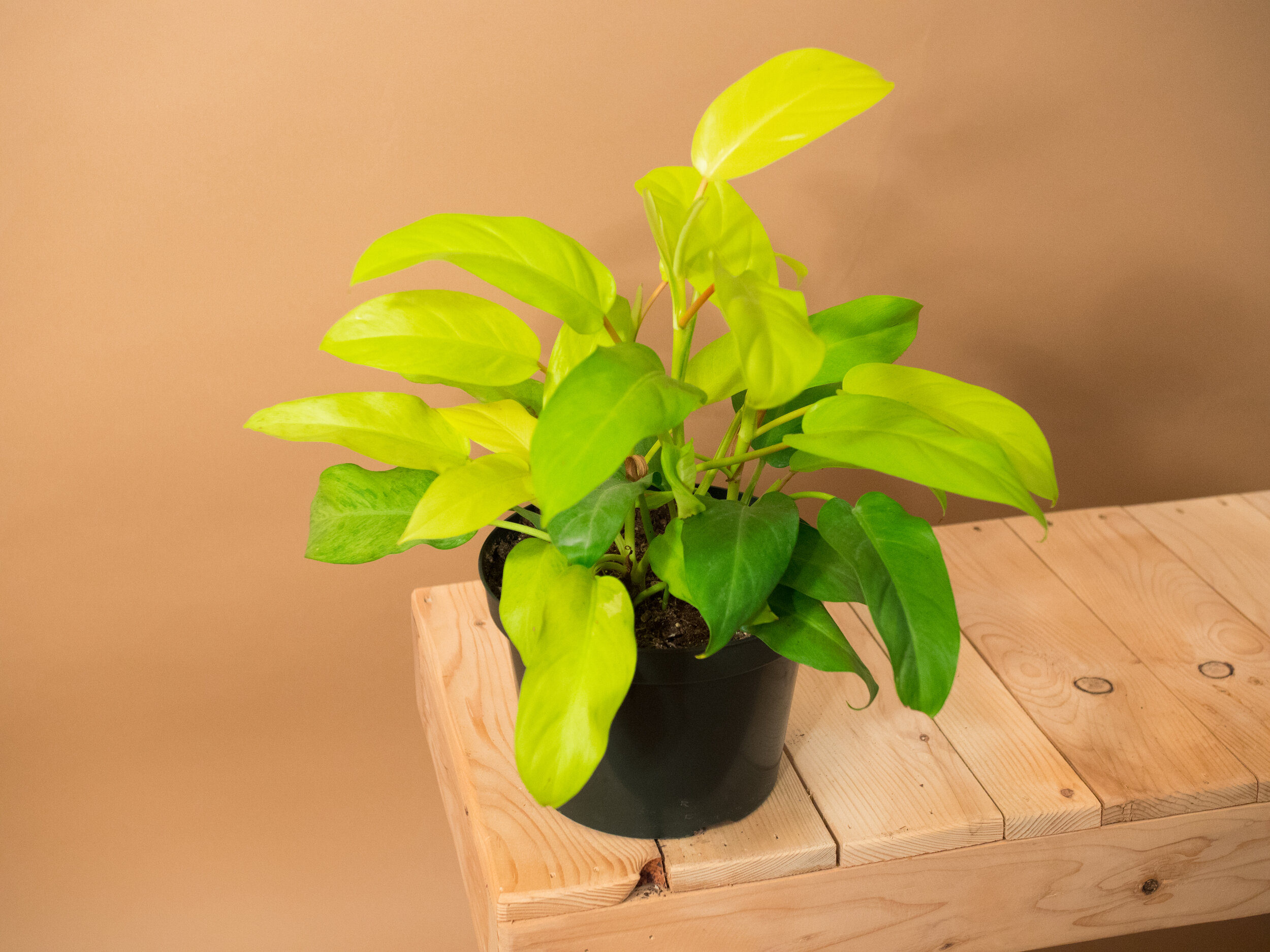 golden goddess philodendron