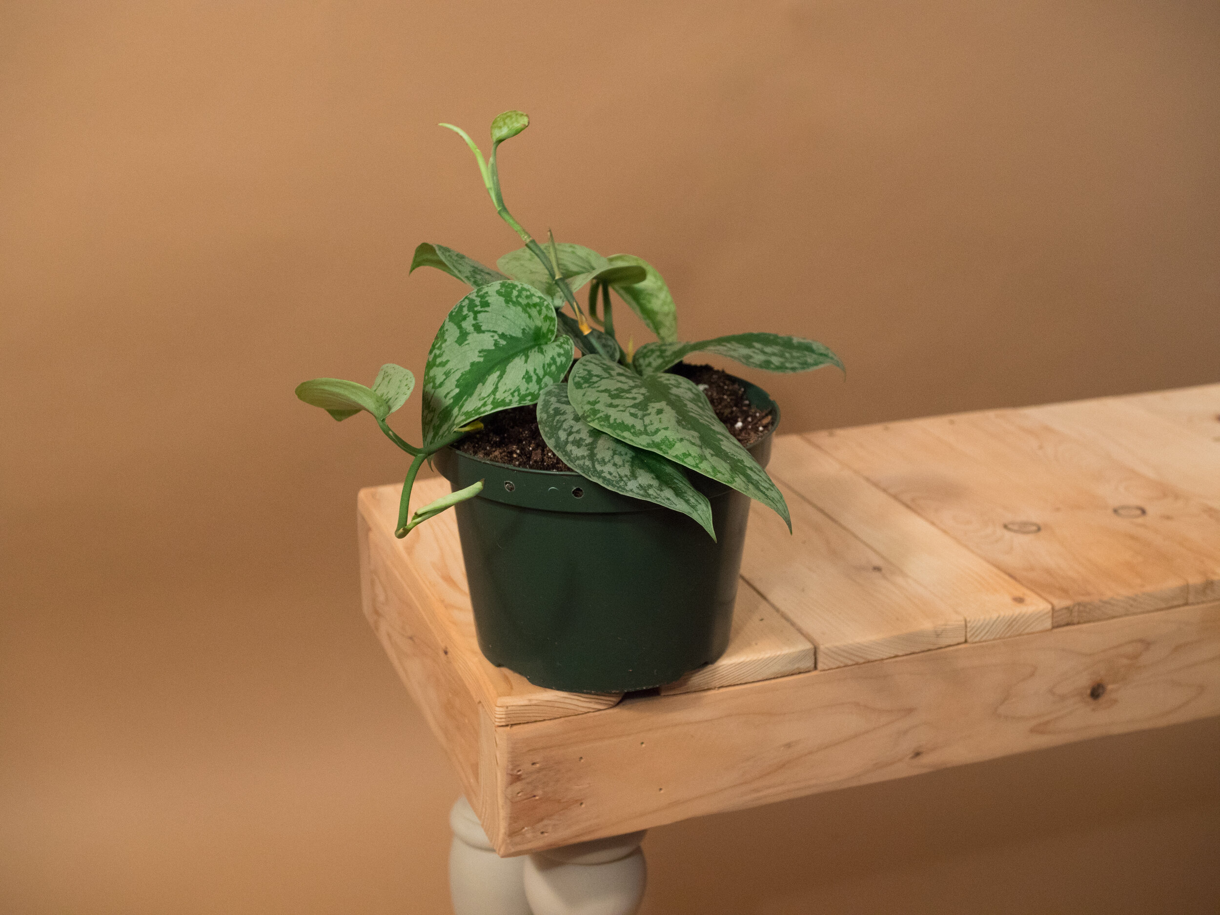 scindapsus exotica