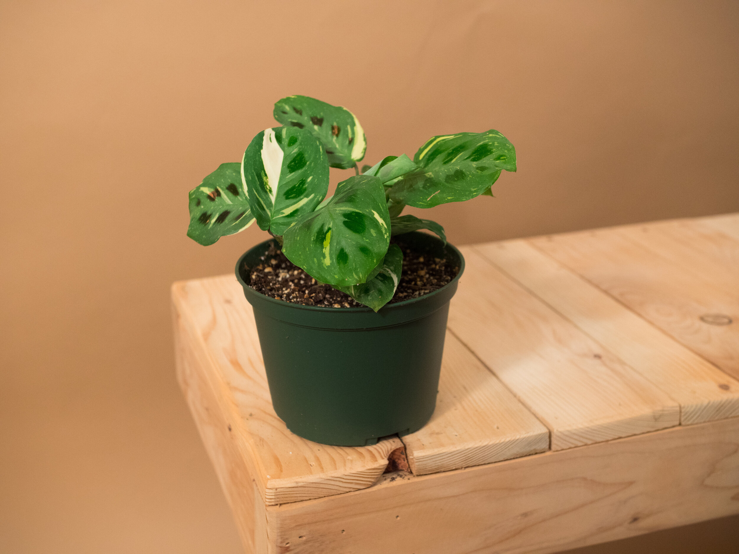 variegated maranta