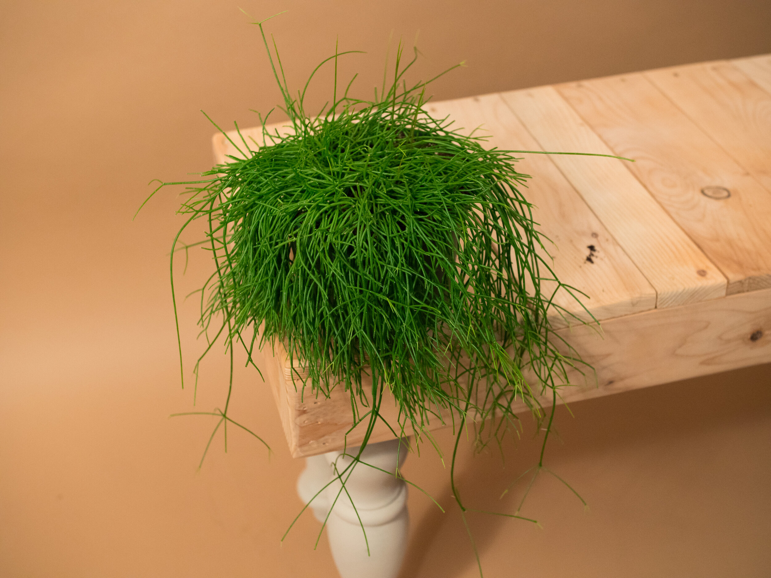 rhipsalis baccifera