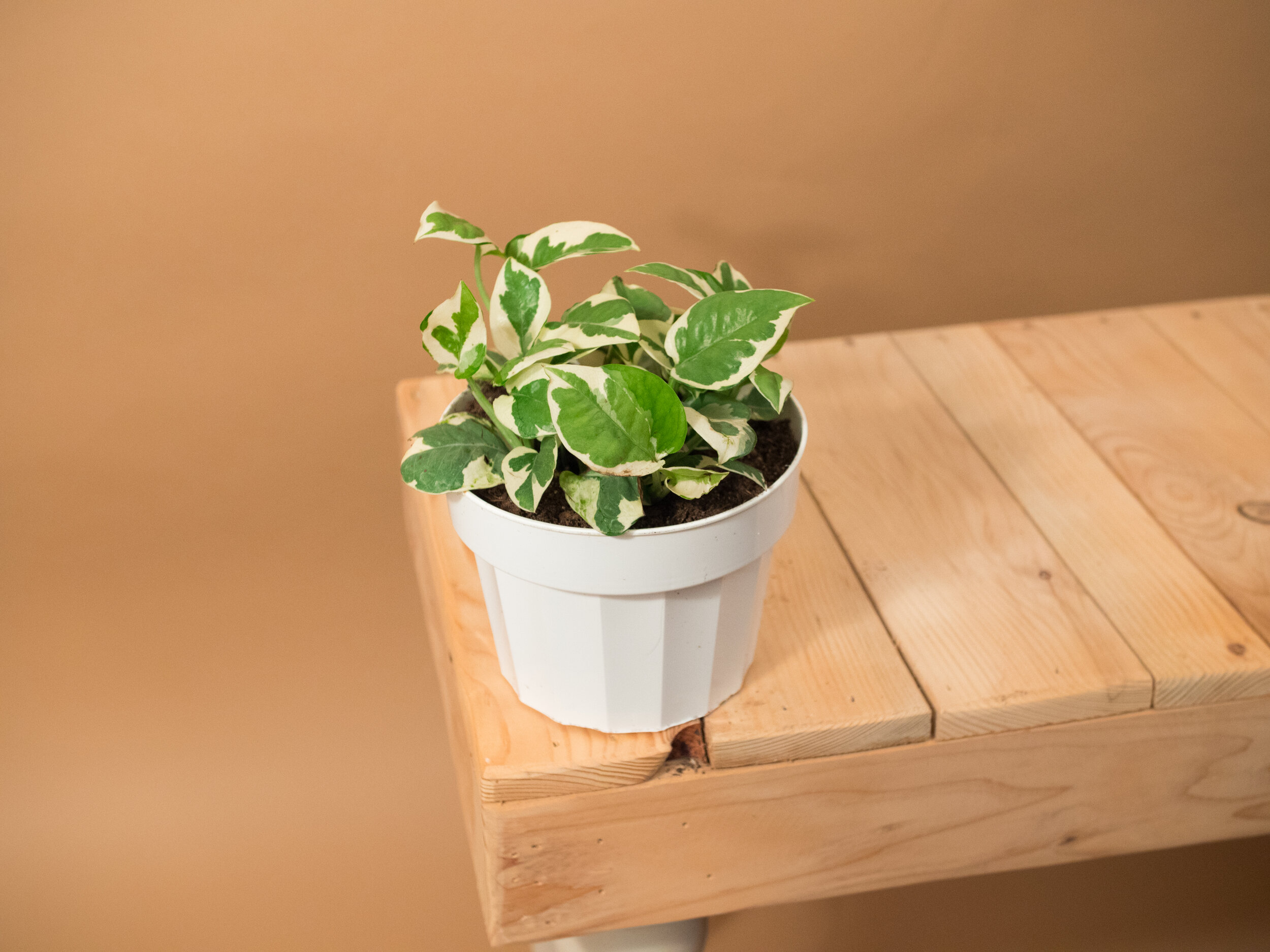 n'joy pothos