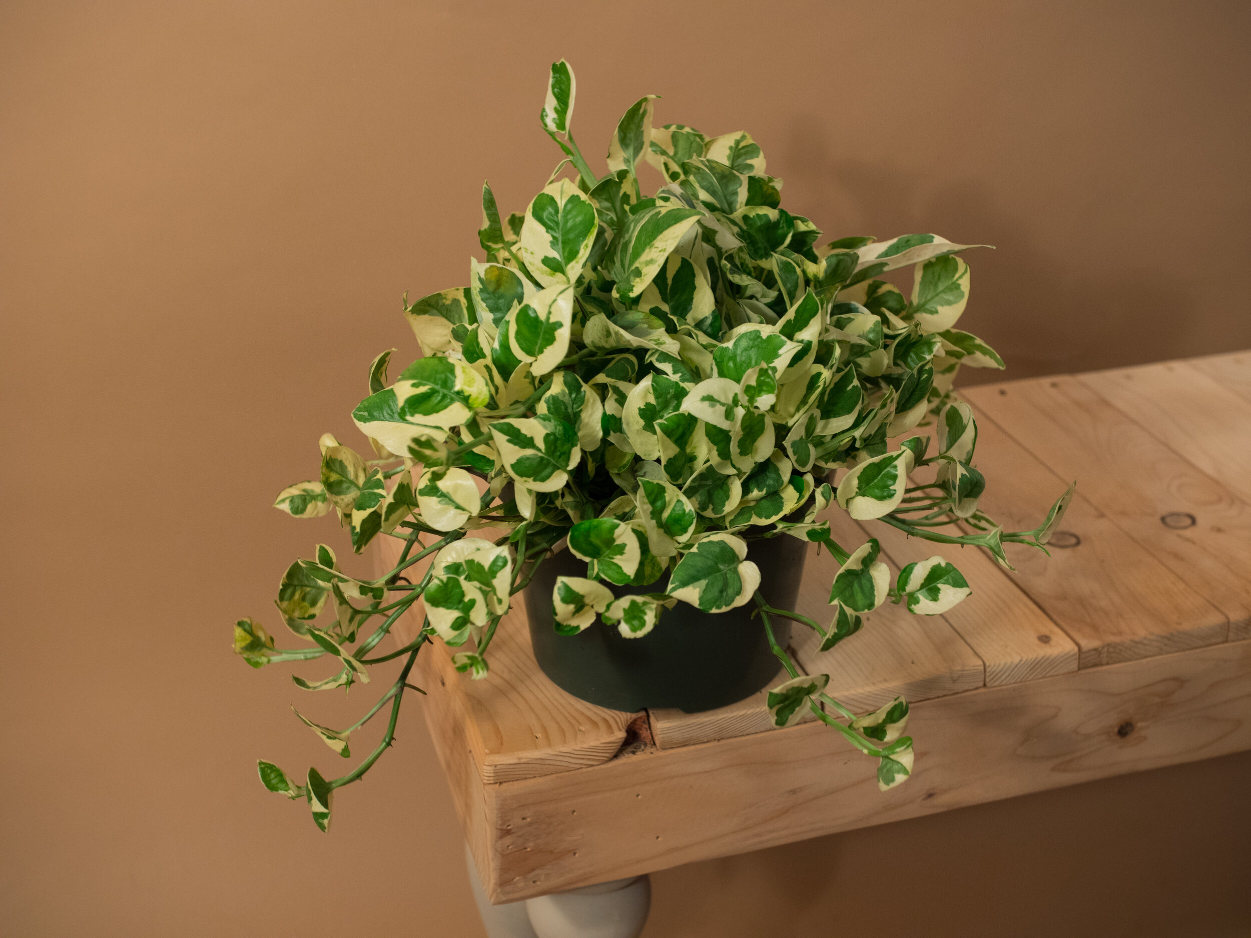 n'joy pothos