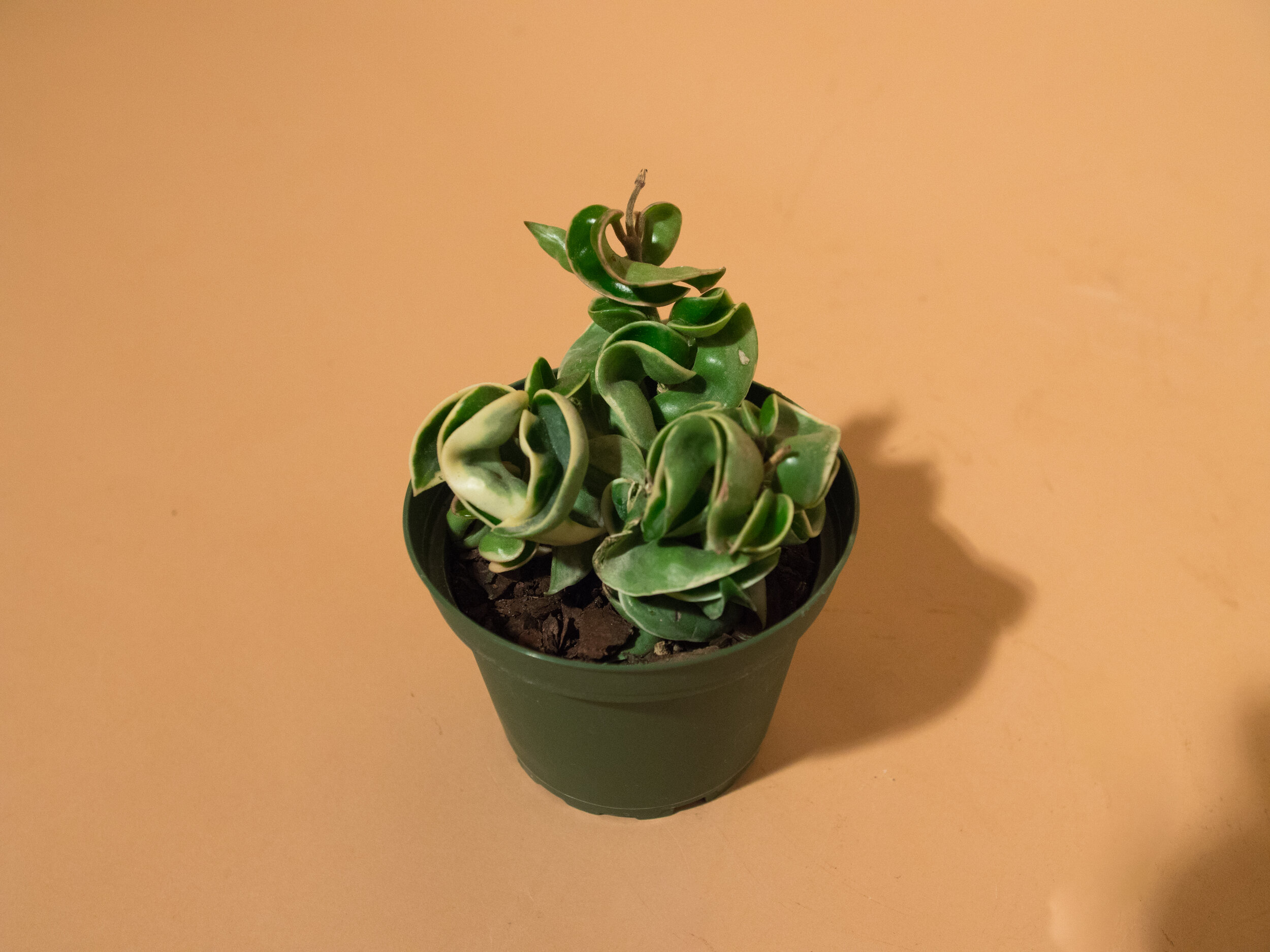 variegated hindu rope hoya