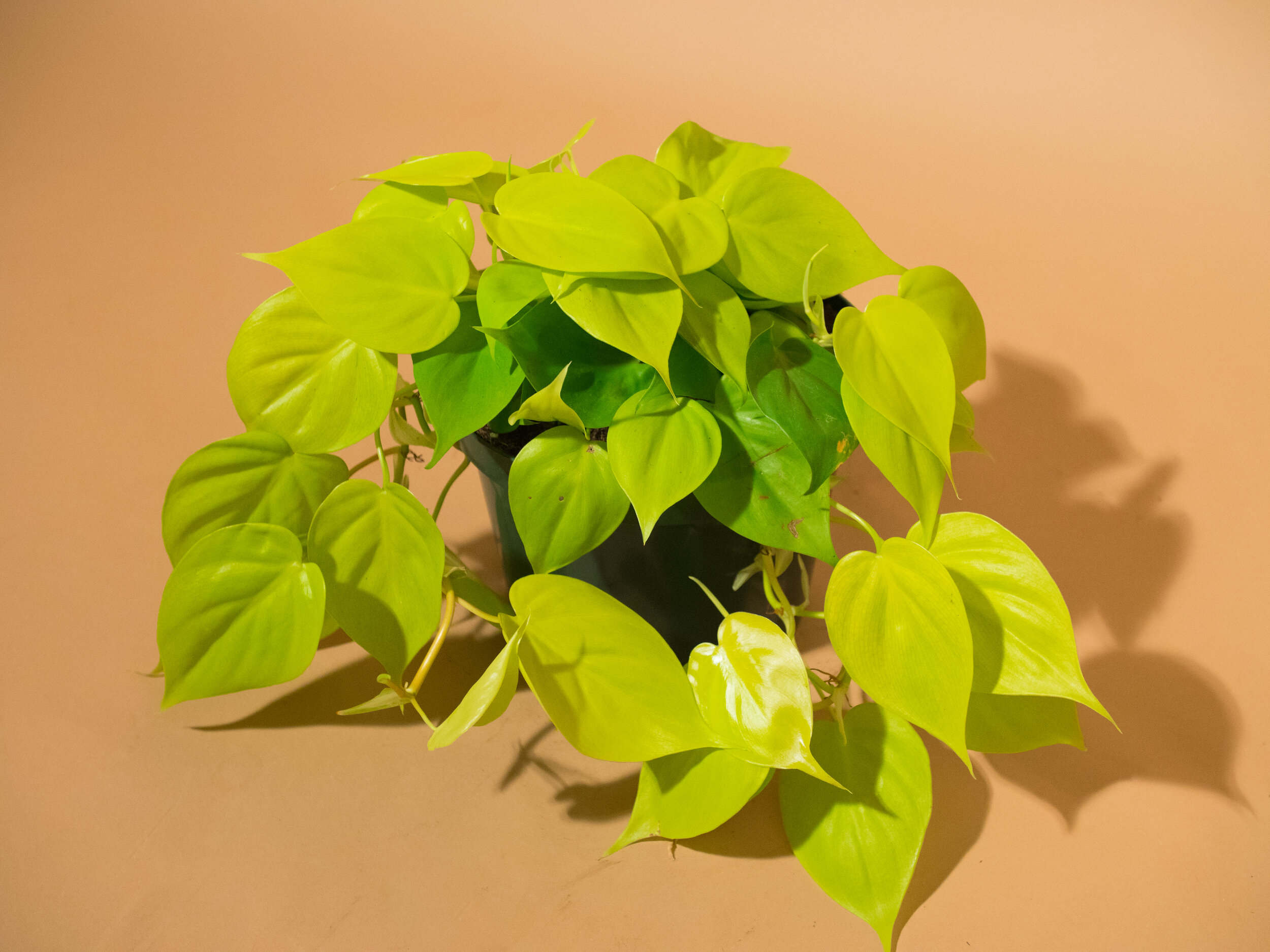 neon philodendron
