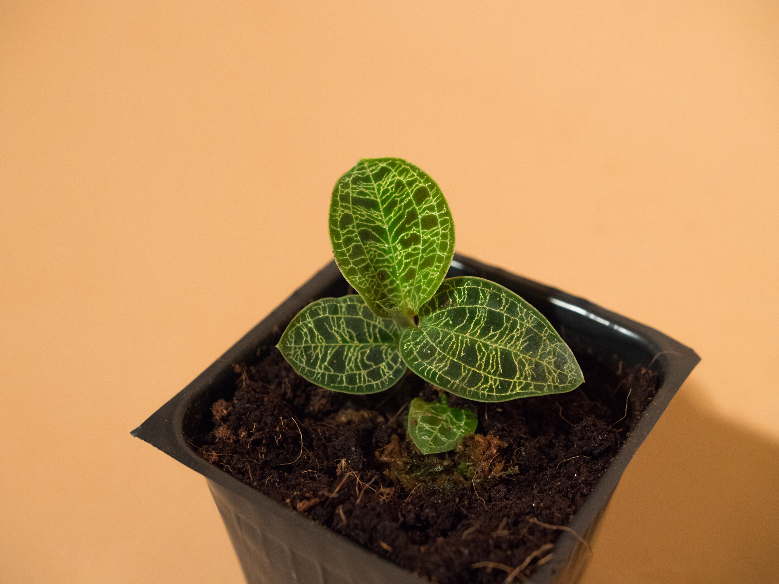 macodes petola jewel orchid