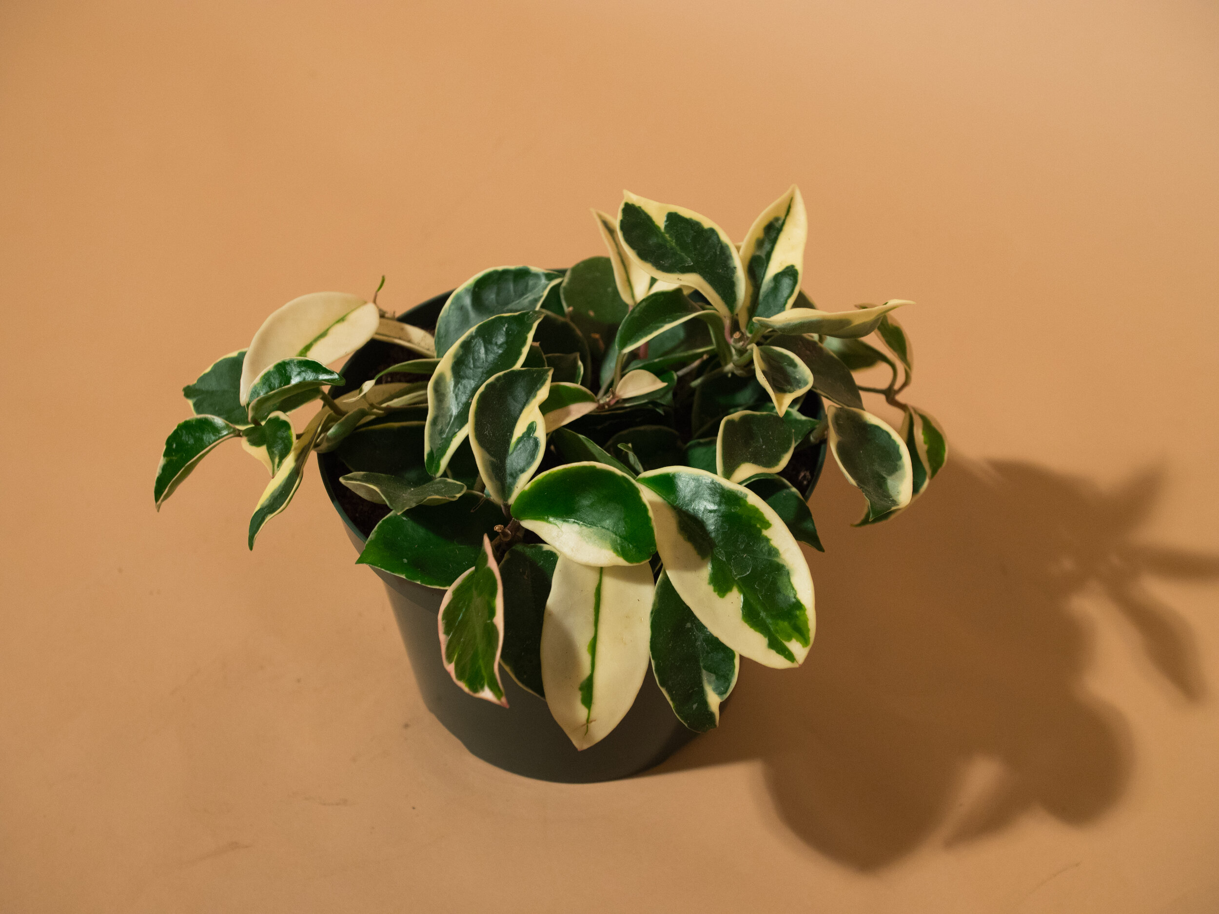 hoya krimson queen