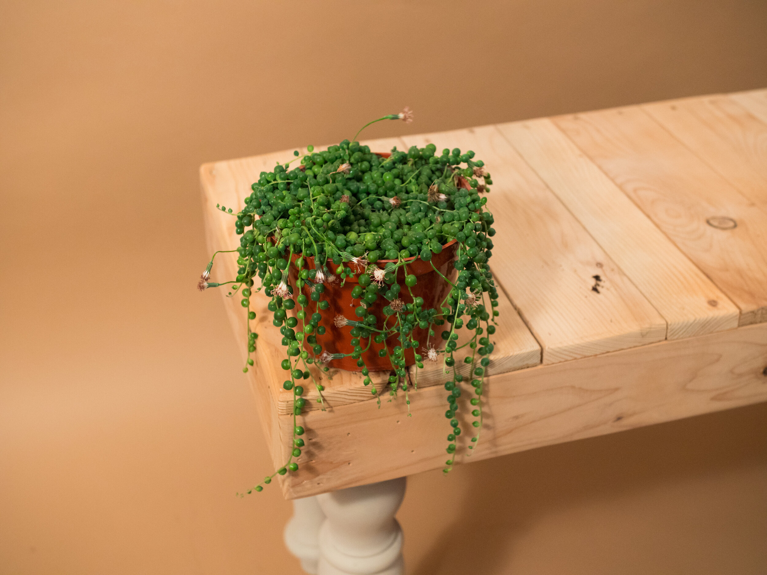 string of pearls
