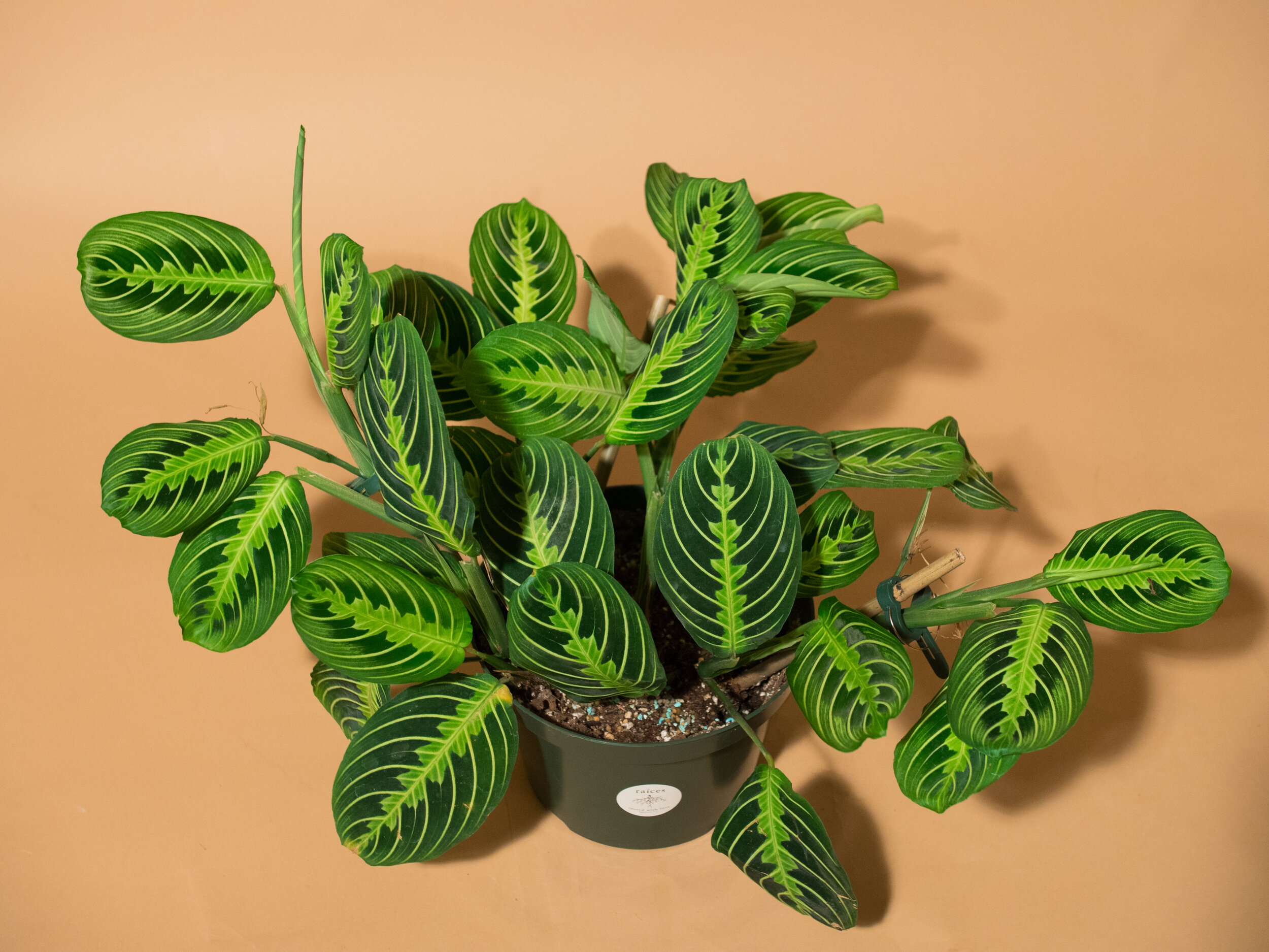 lemon lime maranta