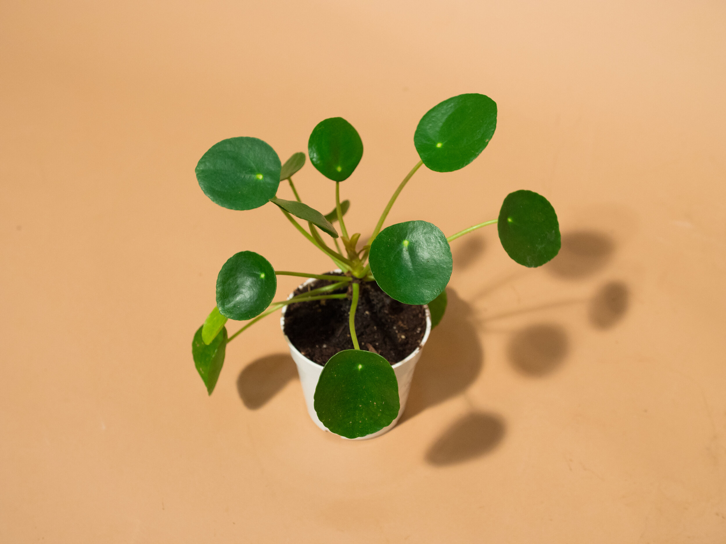 pilea peperomioides