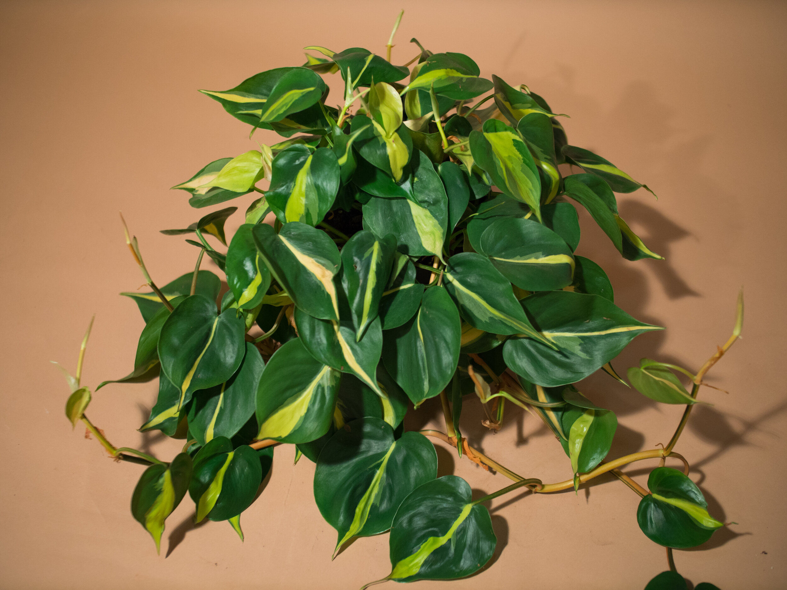 philodendron brazil