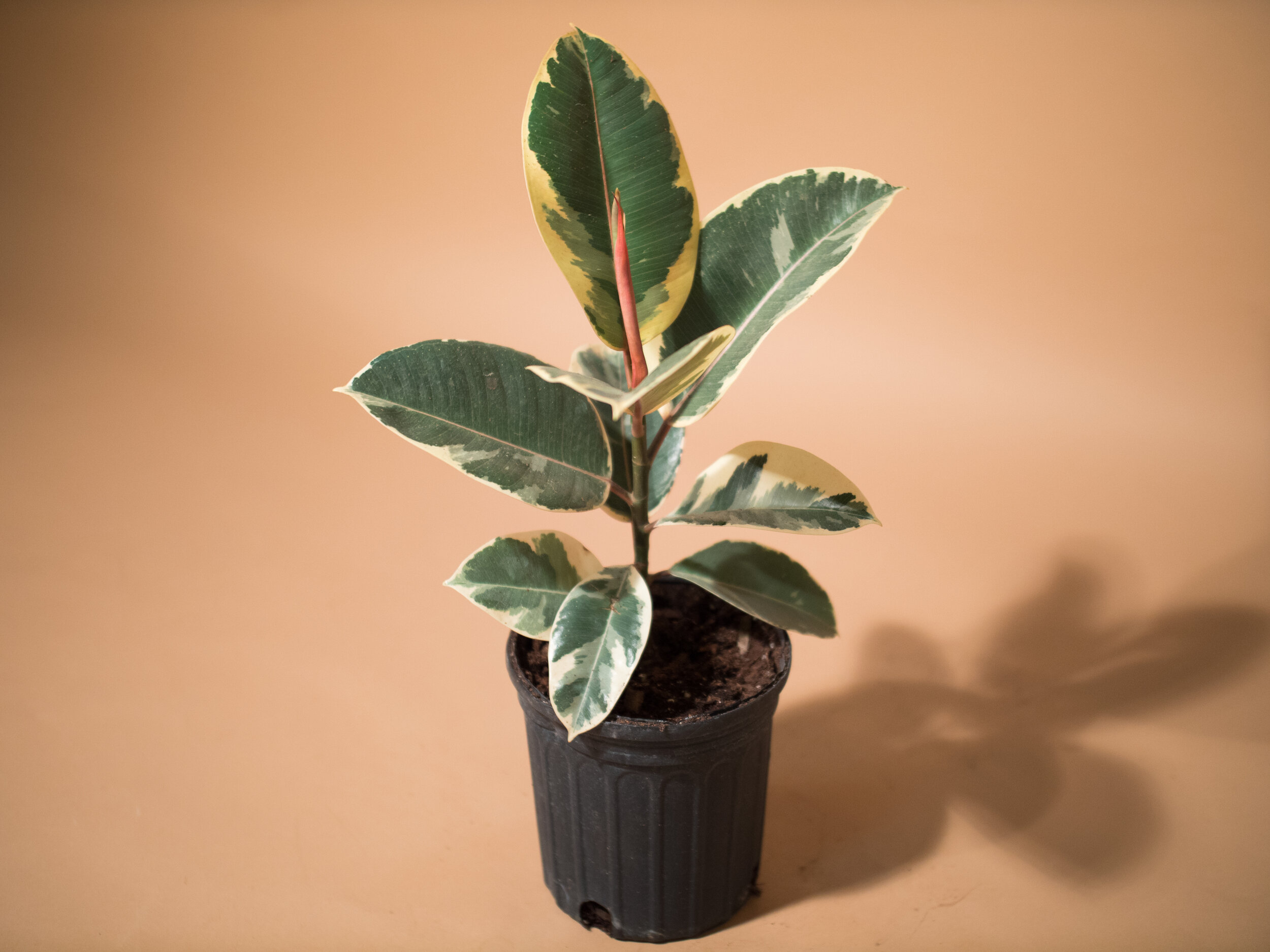 tineke ficus elastica