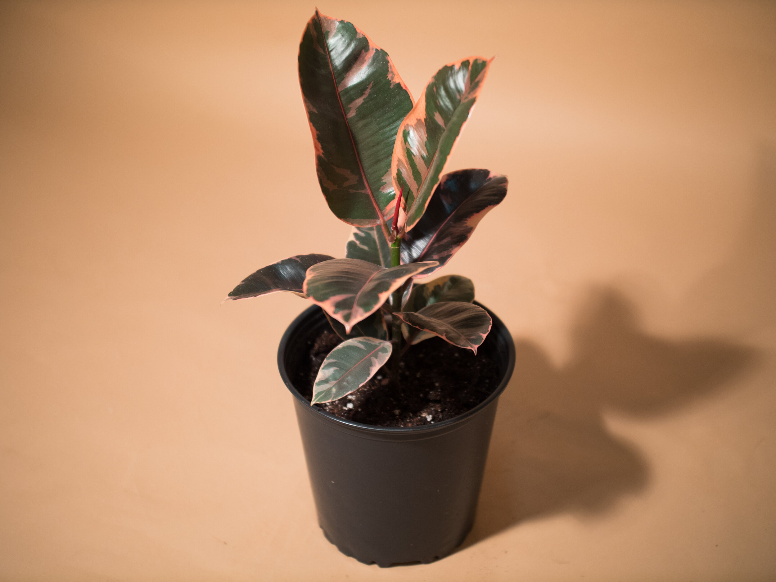 ruby ficus elastica