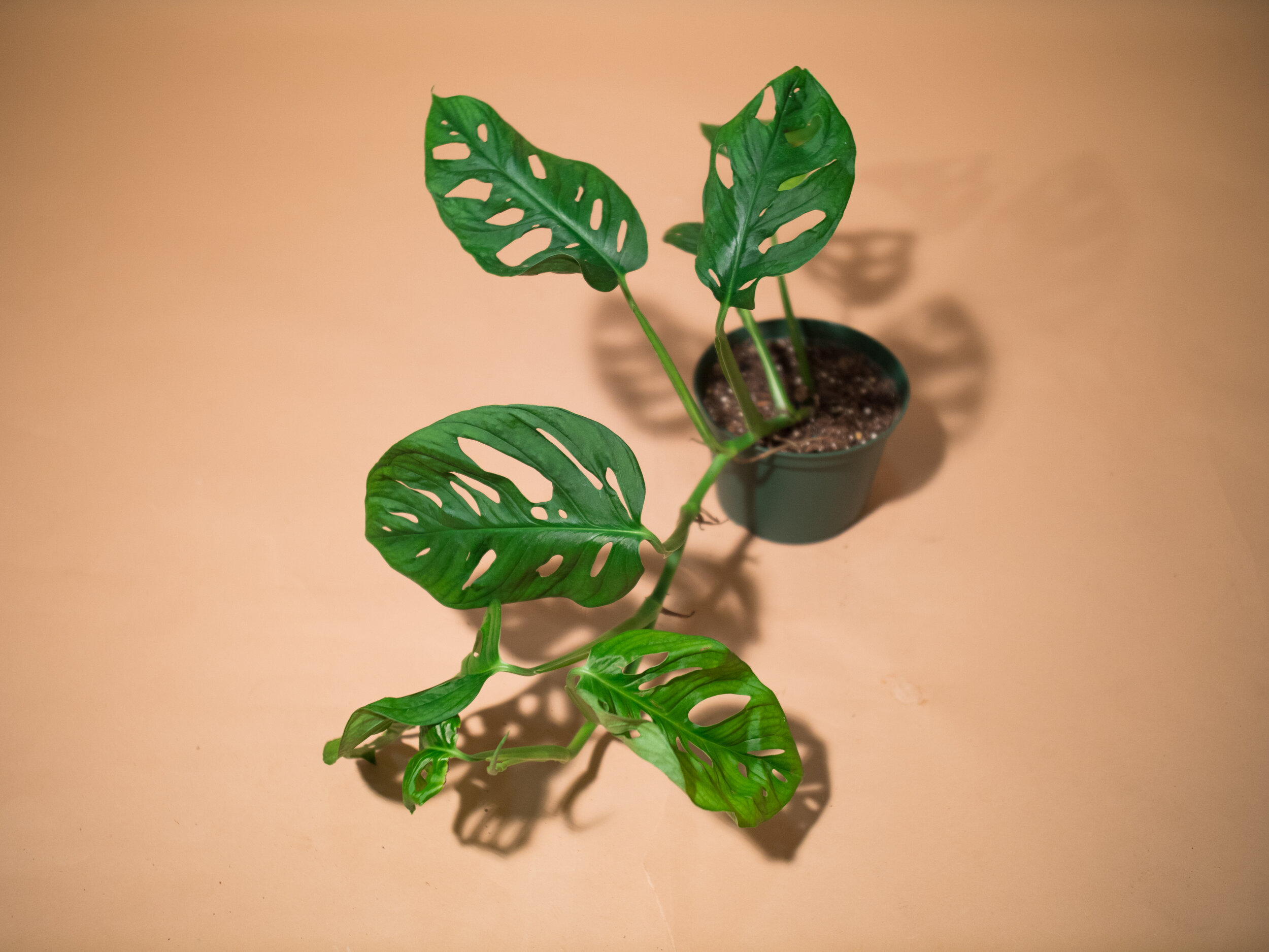 monstera adansonii