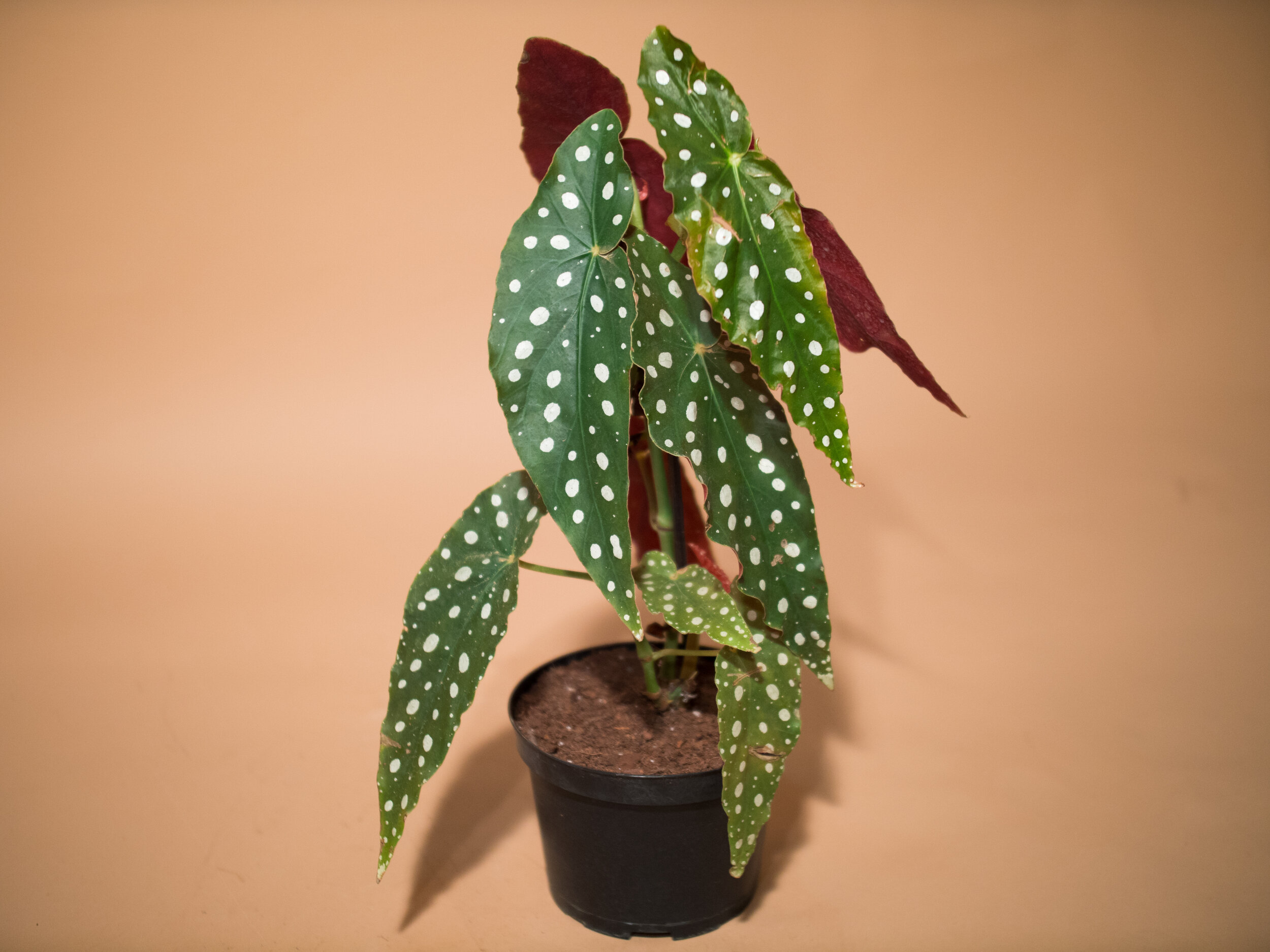 begonia maculata