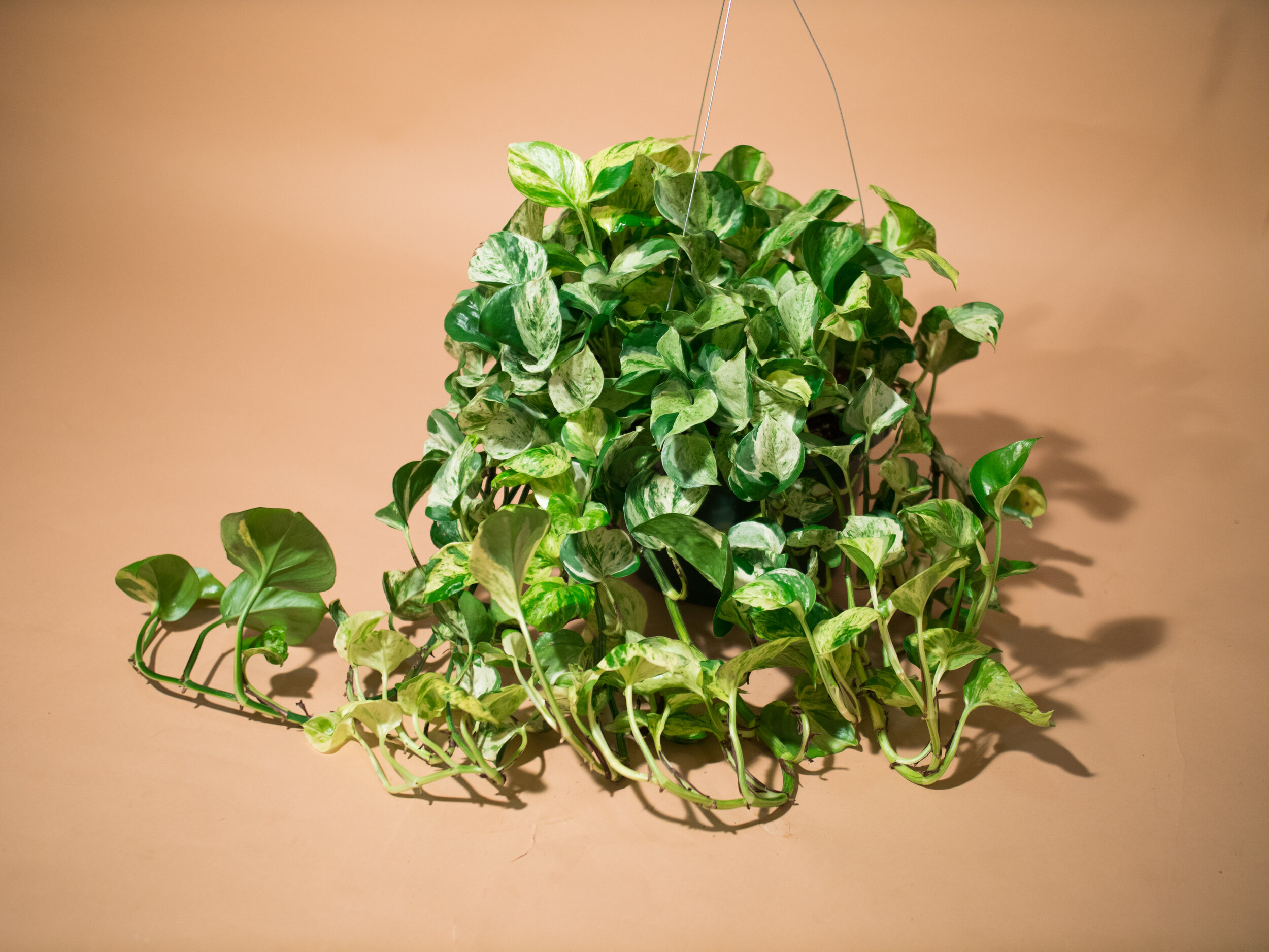 manjula pothos