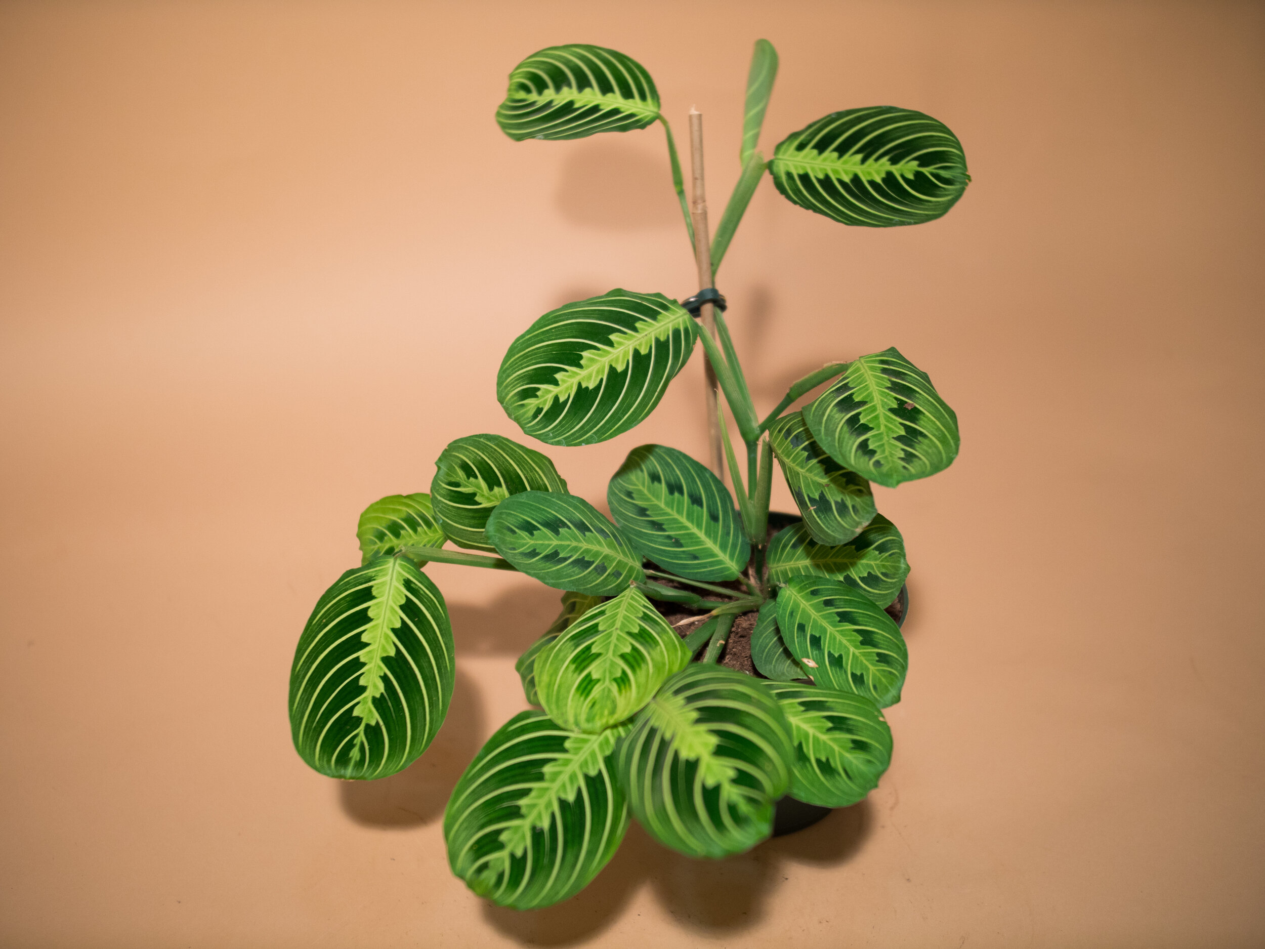 lemon lime maranta