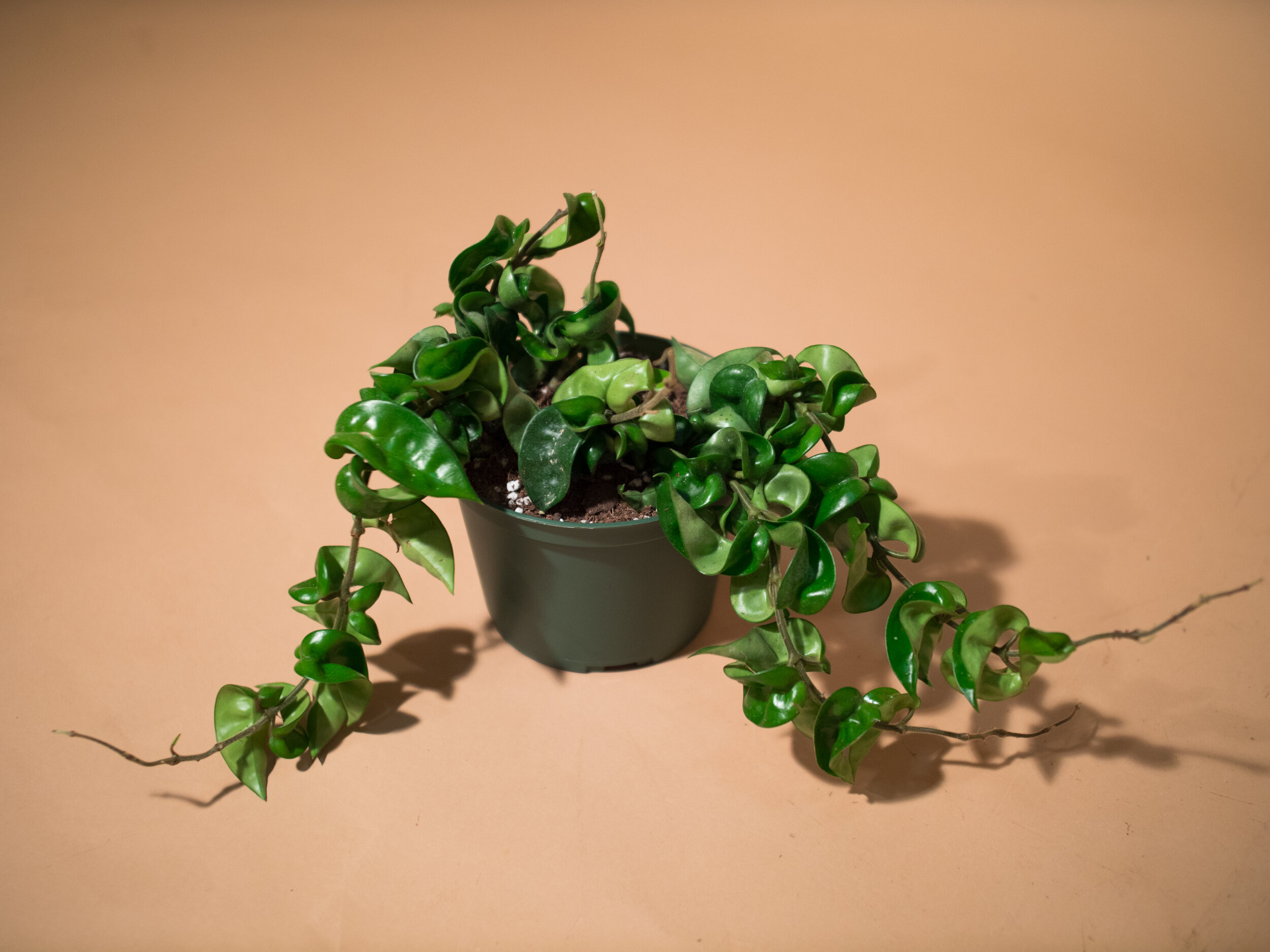 hindu rope hoya
