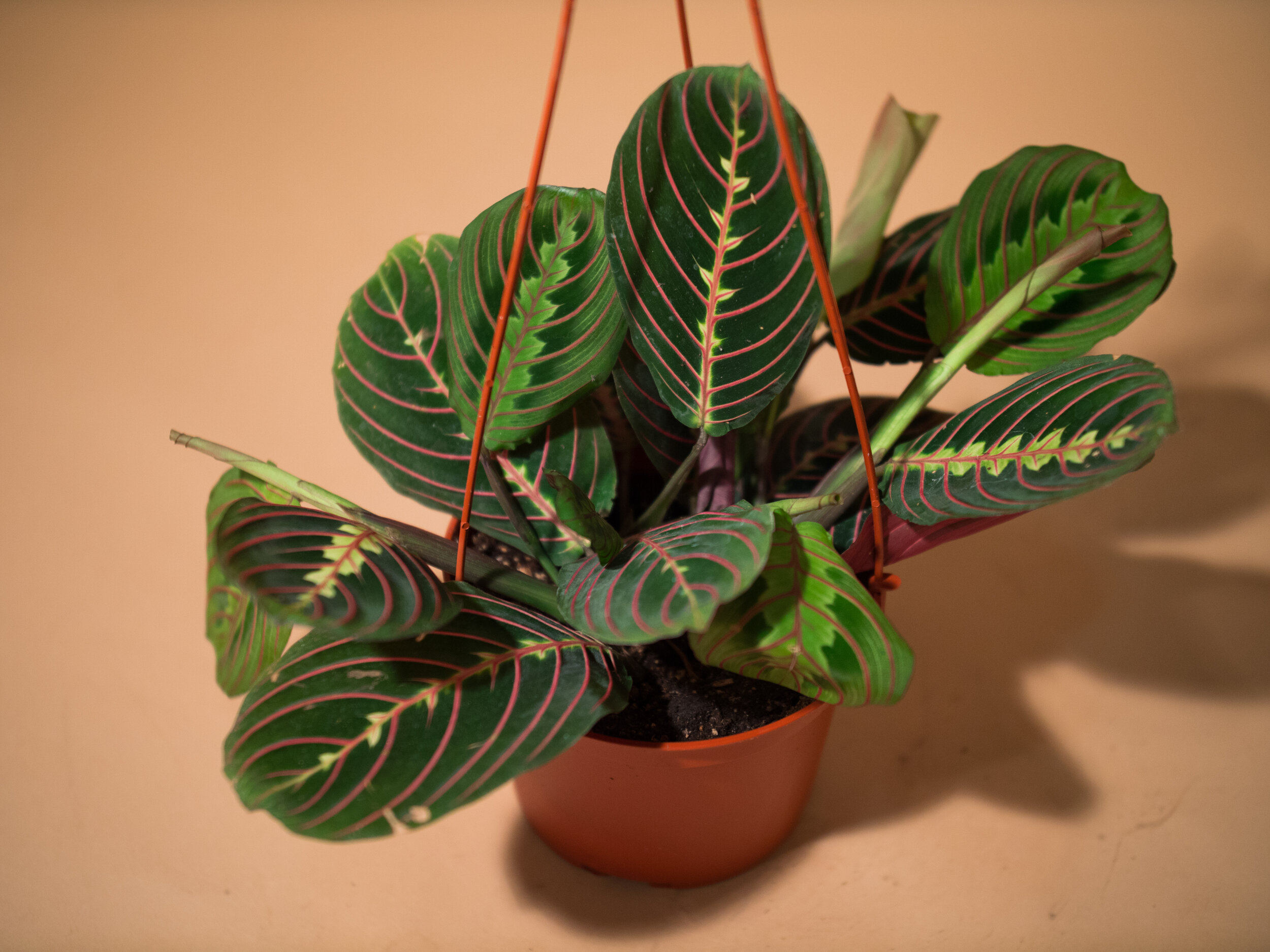 red maranta
