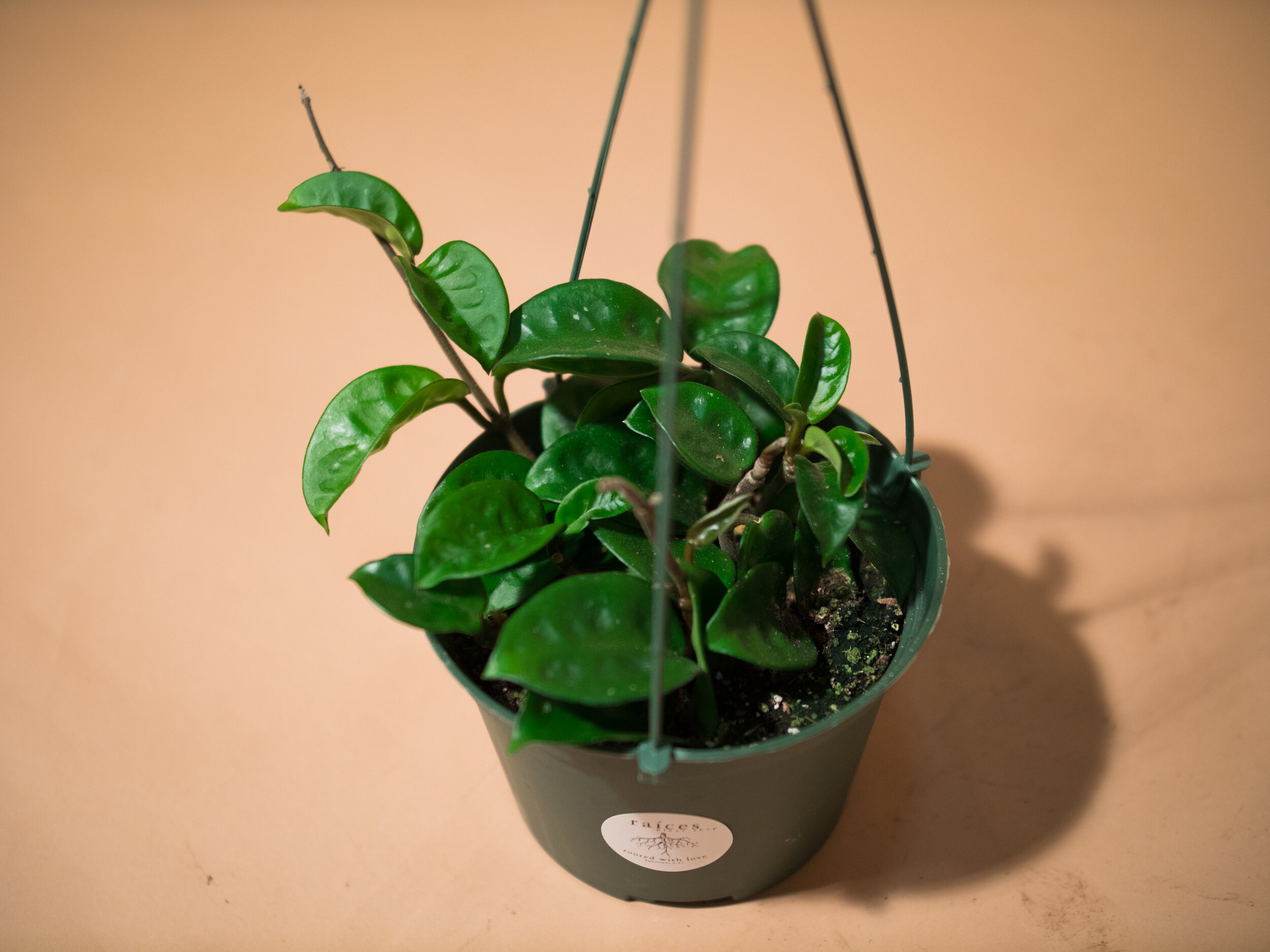 hoya krinkle 8