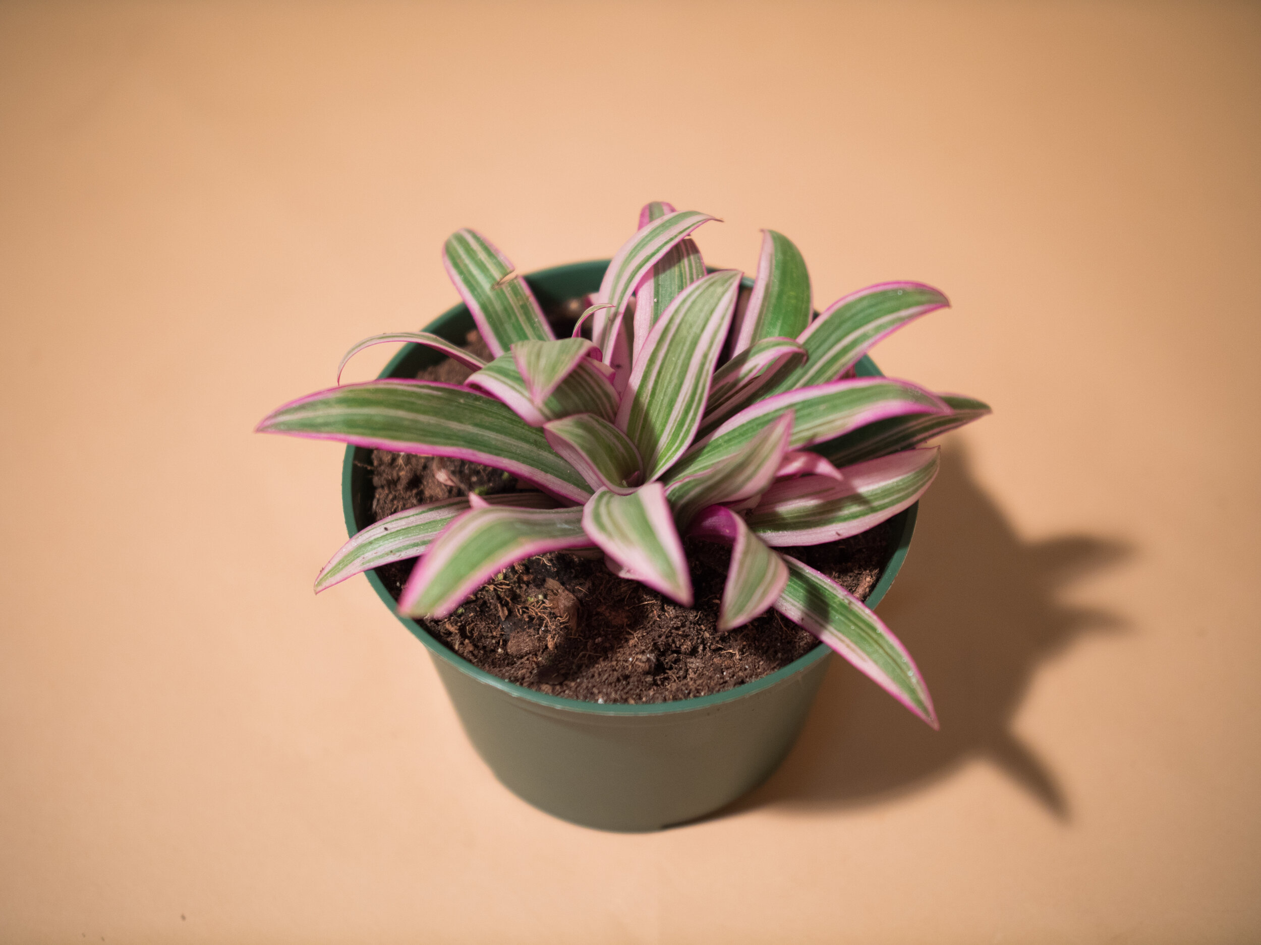 tradescantia tricolor