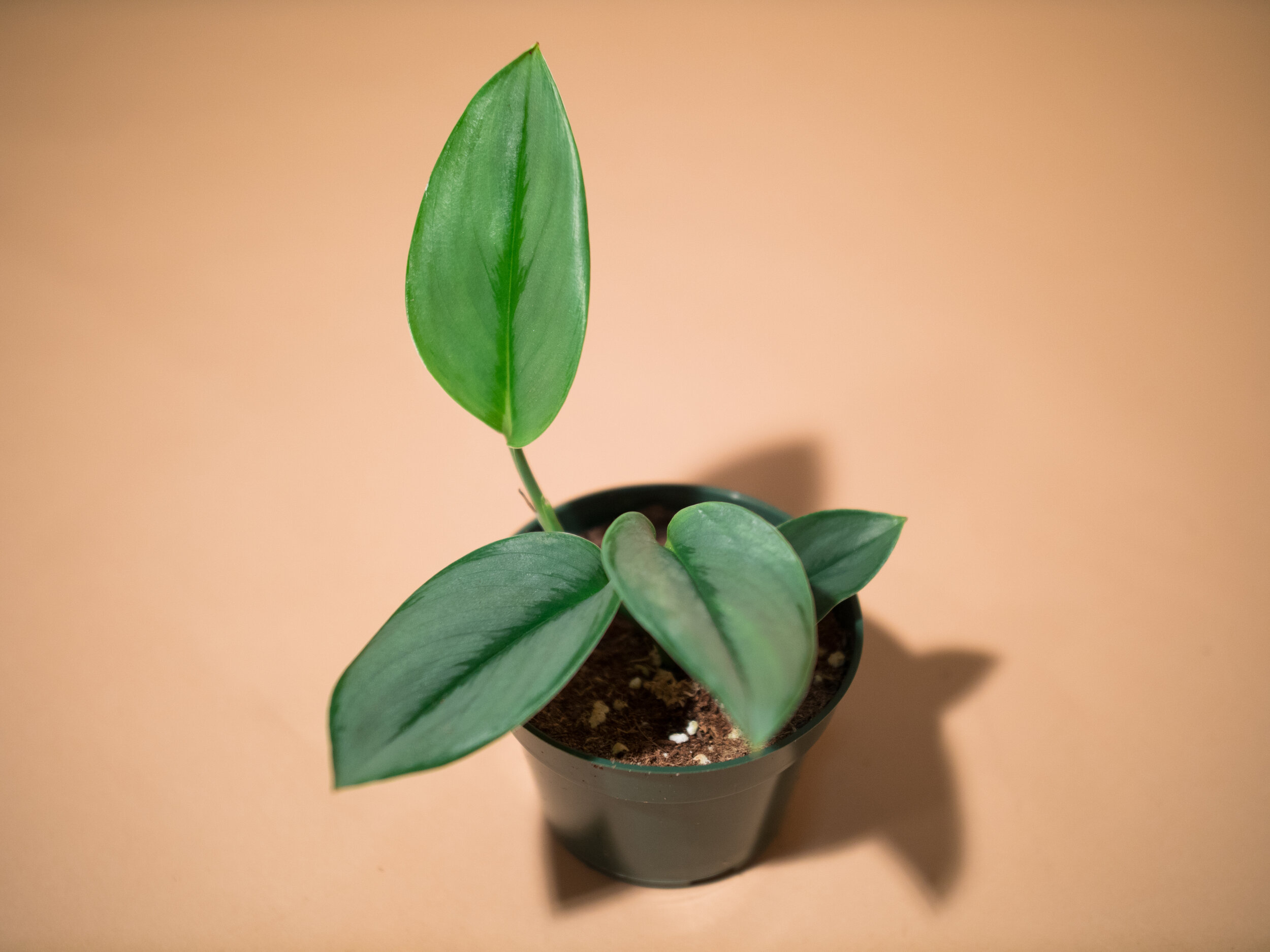 scindapsus truebii moonlight