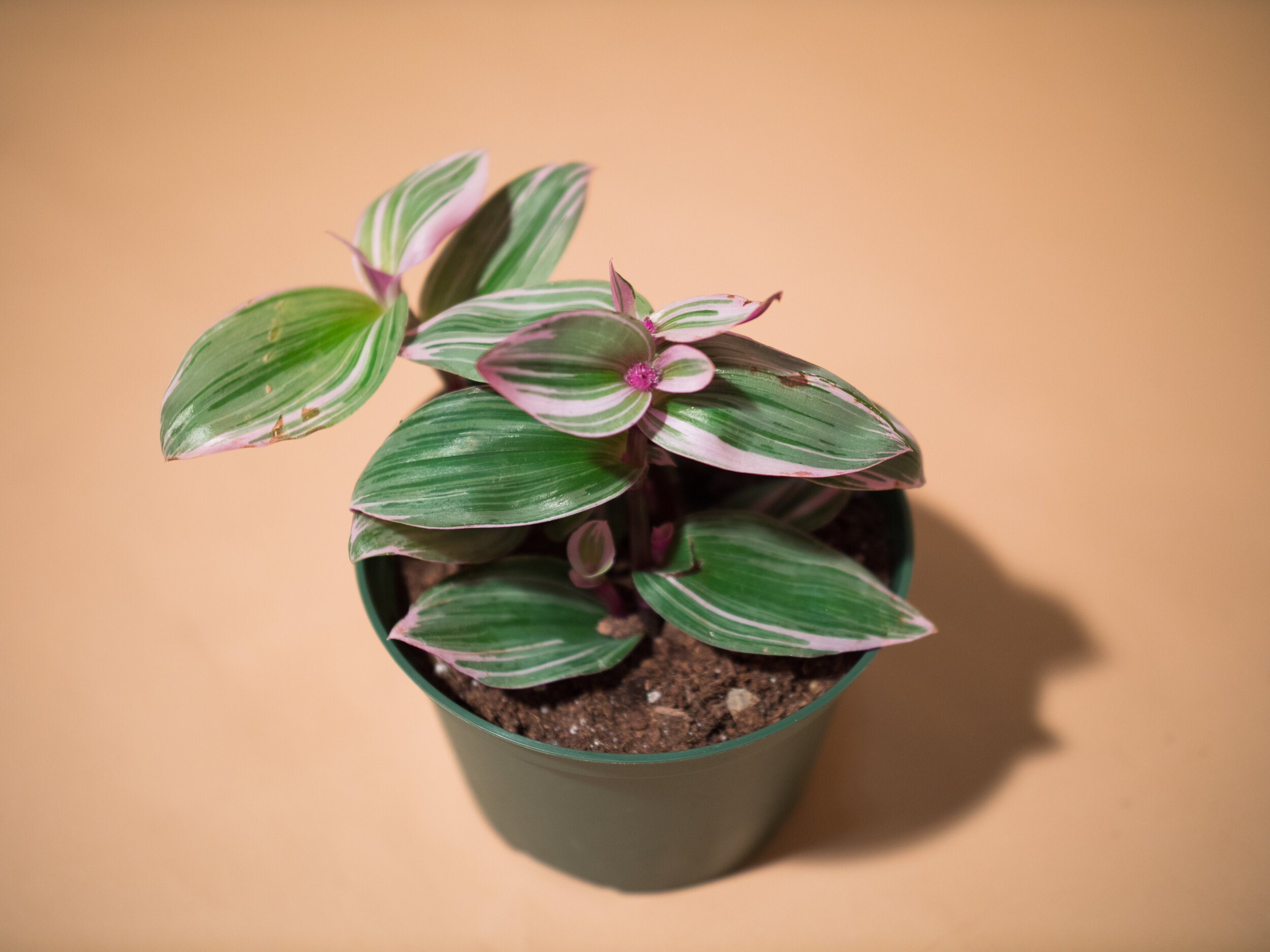 tradescantia nanouk