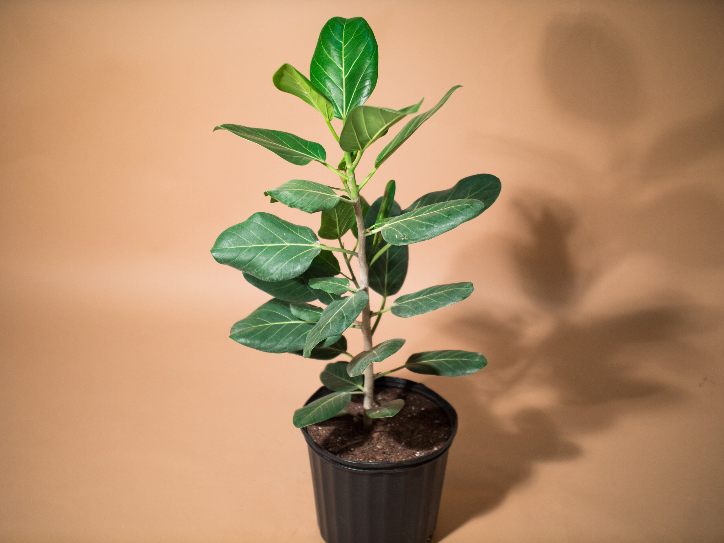 ficus audrey