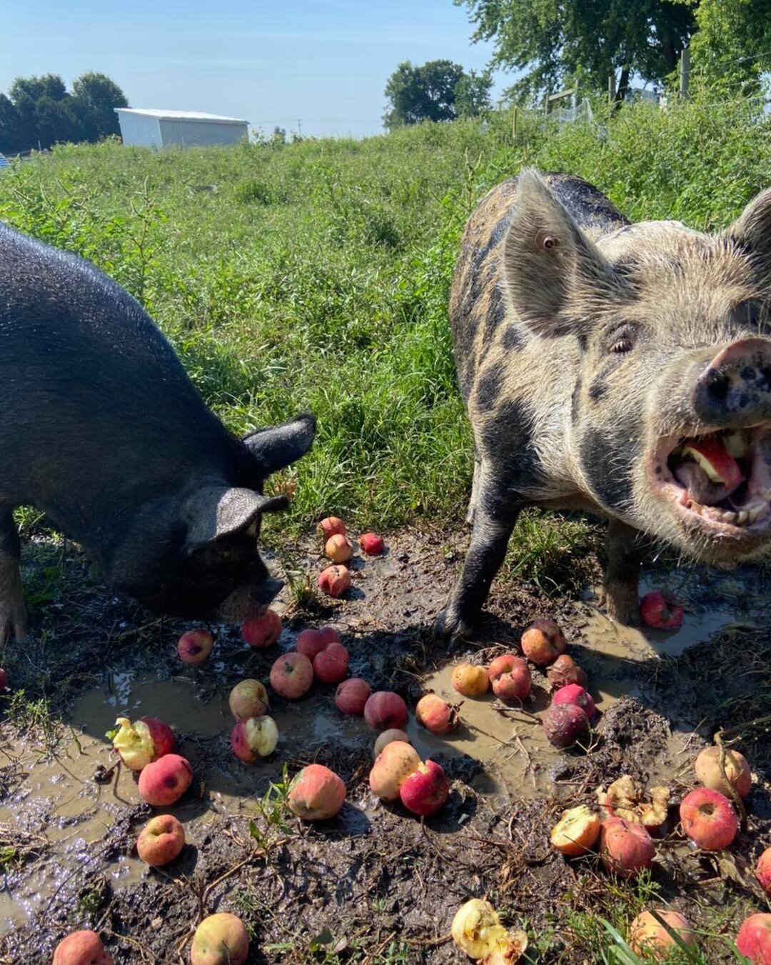 Whew it&rsquo;s hot!

We&rsquo;ve gotten a few messages this past week asking about how our animals are handling this weather 🥵! Broiler chickens and pigs are especially susceptible to heat so we thought we&rsquo;d share a few out our tricks.

Besid