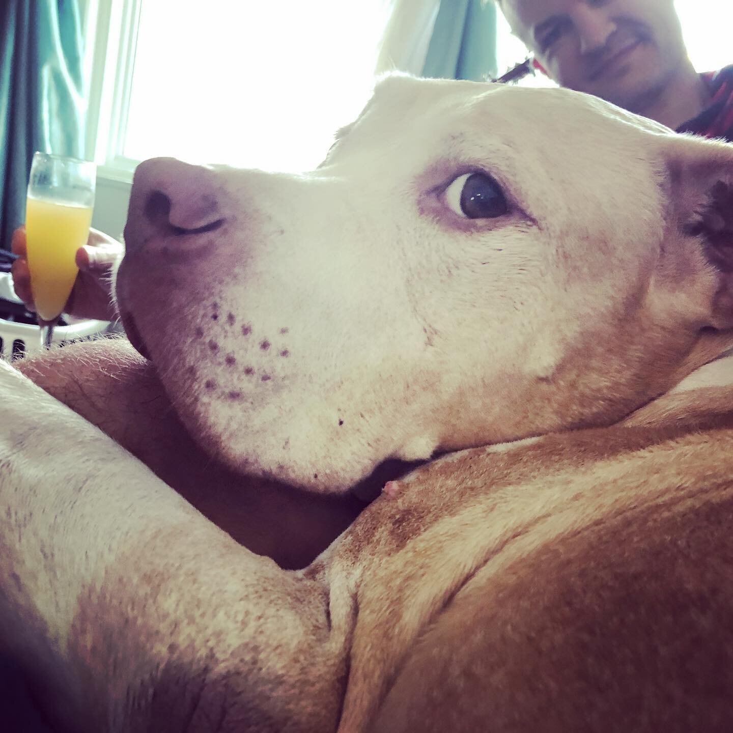 Also a happy 12th to this beauty. They grow up so fast 😢 #pitbullsofinstagram #thepittieknownaspig