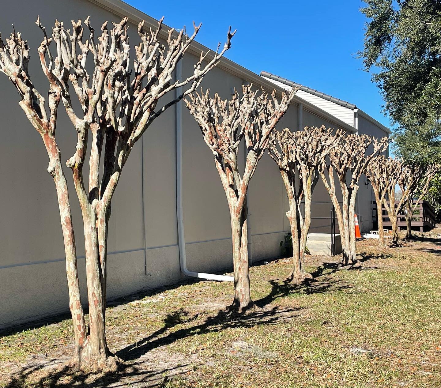 It&rsquo;s that time of the year 🌿 get your Crape Myrtles TRIMMED!! Call/text 407.590.3893 to get on schedule. #thelawncommander #landscaping #nocrapemurder #spring #orlando #lawncommander