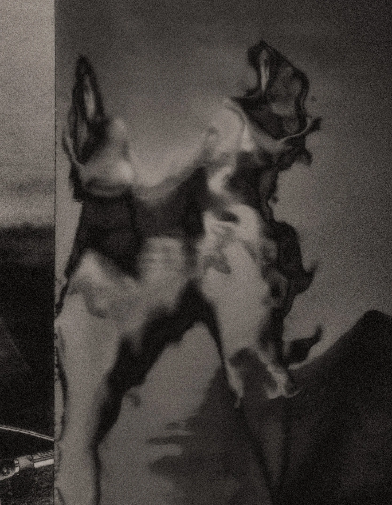 Dianella Franz Galo.jpg