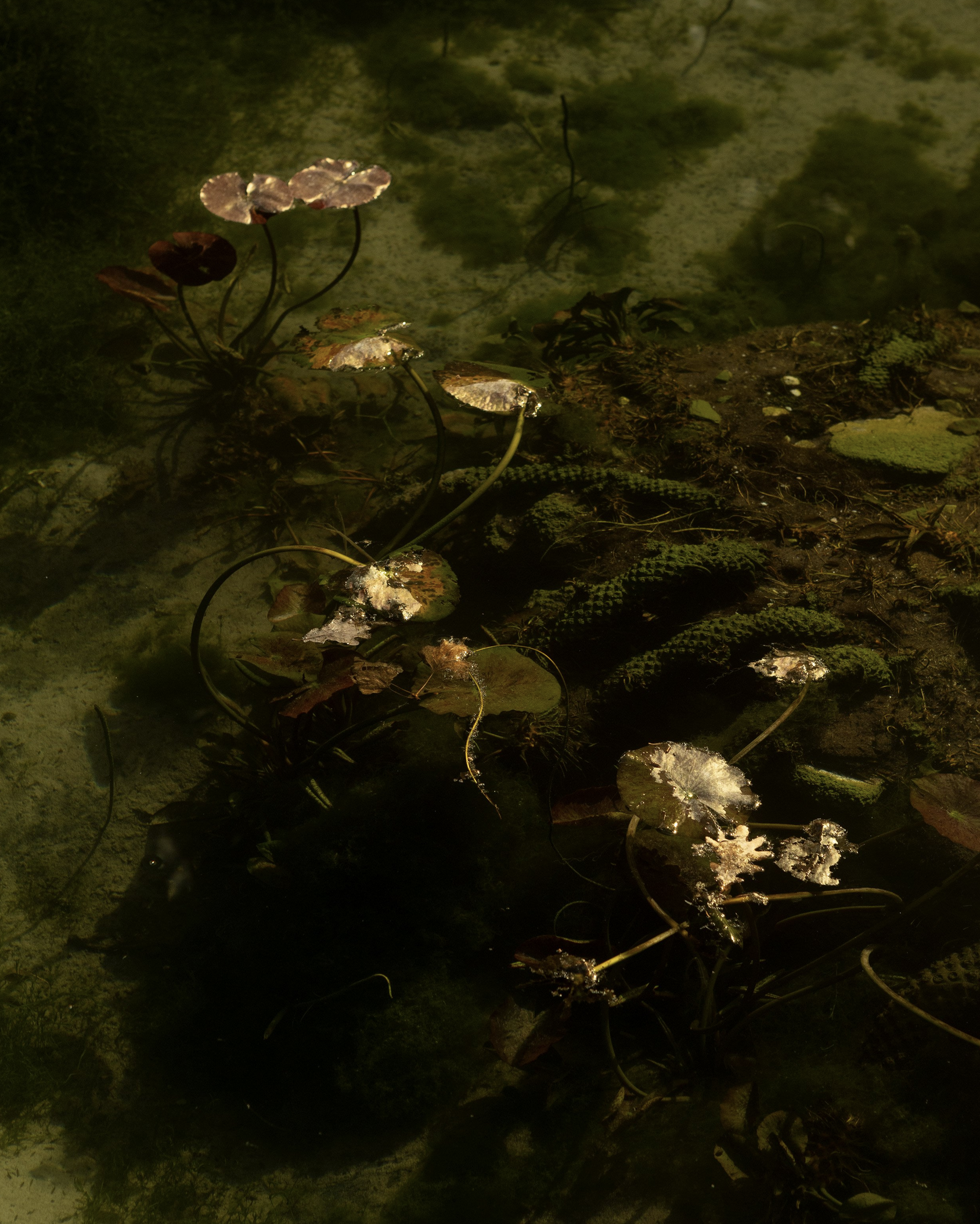 Water lilies