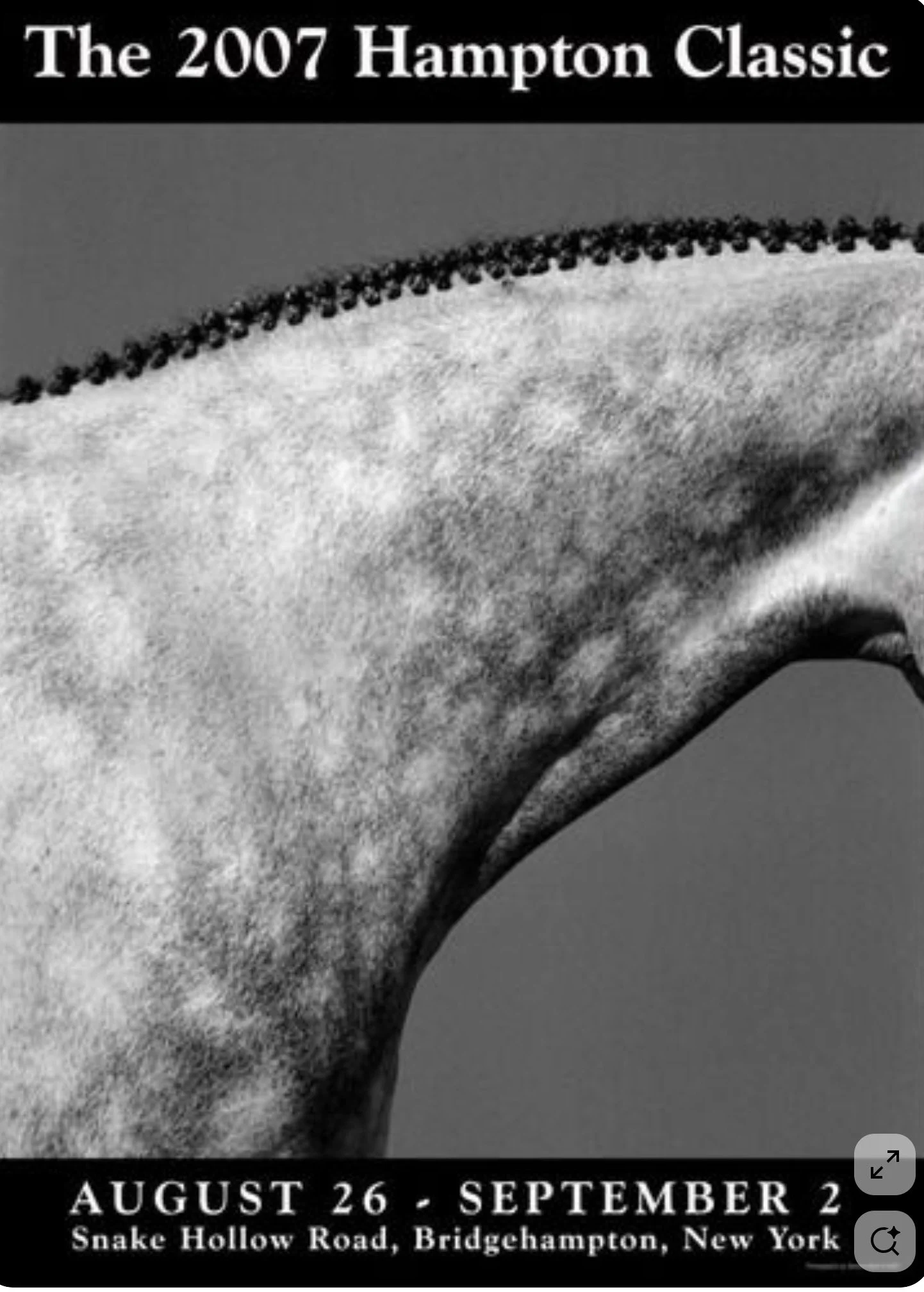 Horse Photo 26.jpg