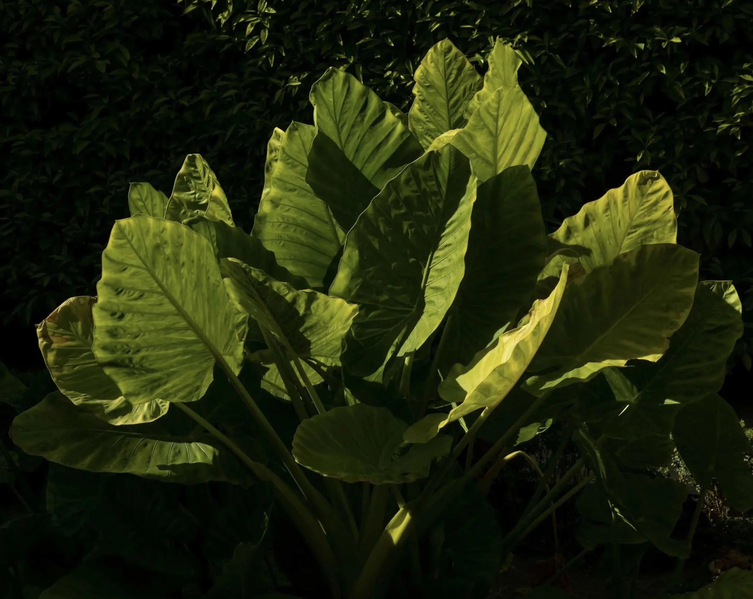 Franz Galo Expo 019.jpg