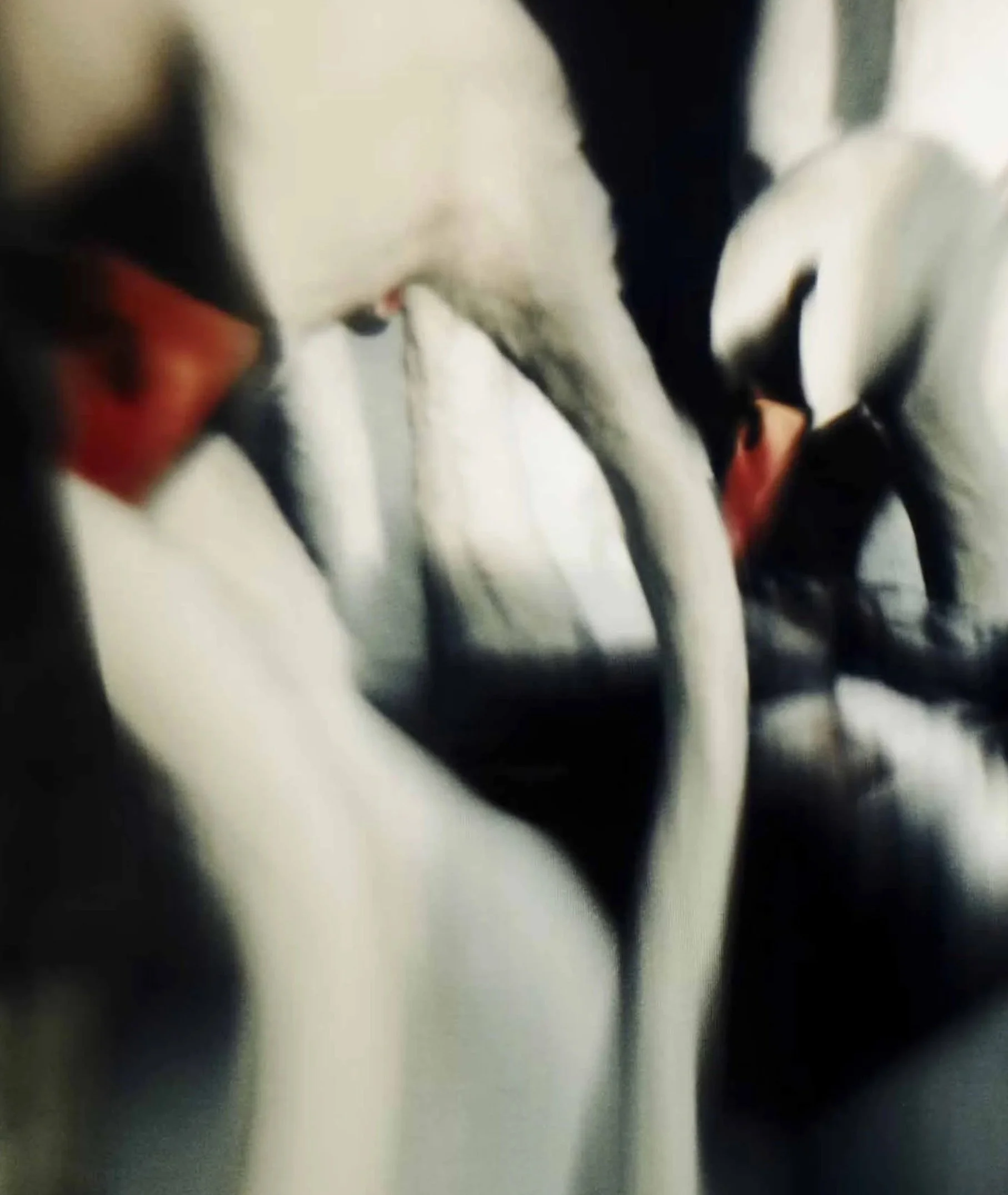 Horse 045.jpg