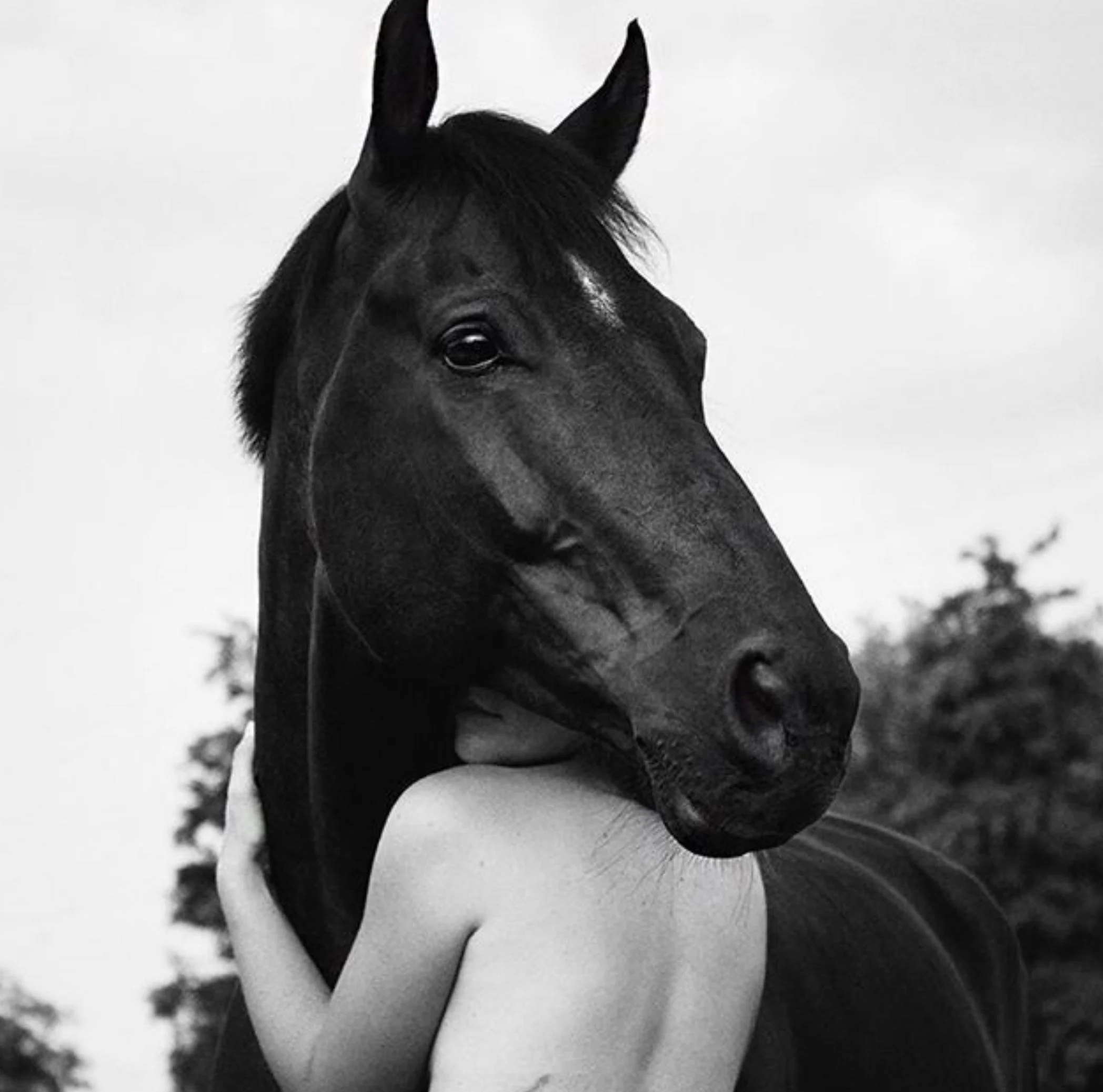Horse Photo 2.jpg