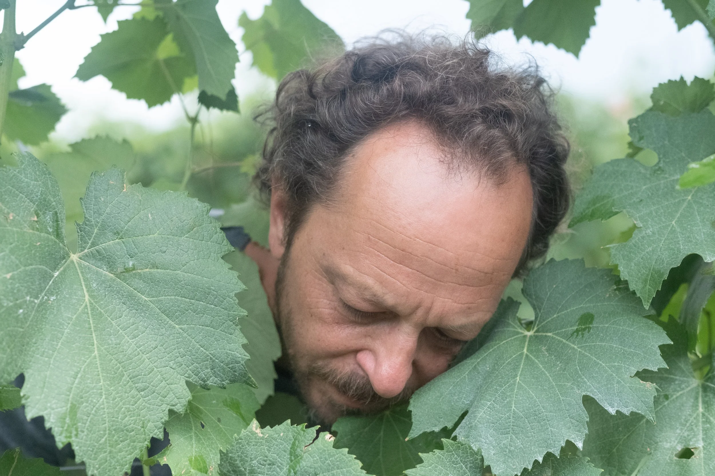 Der Lalala-Wein