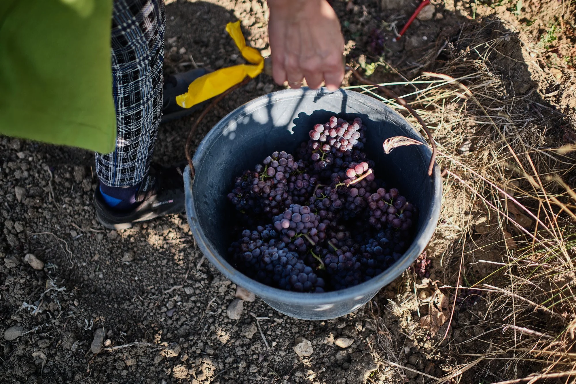Anika Mester_Weingut Poss_DSF40910476.jpg