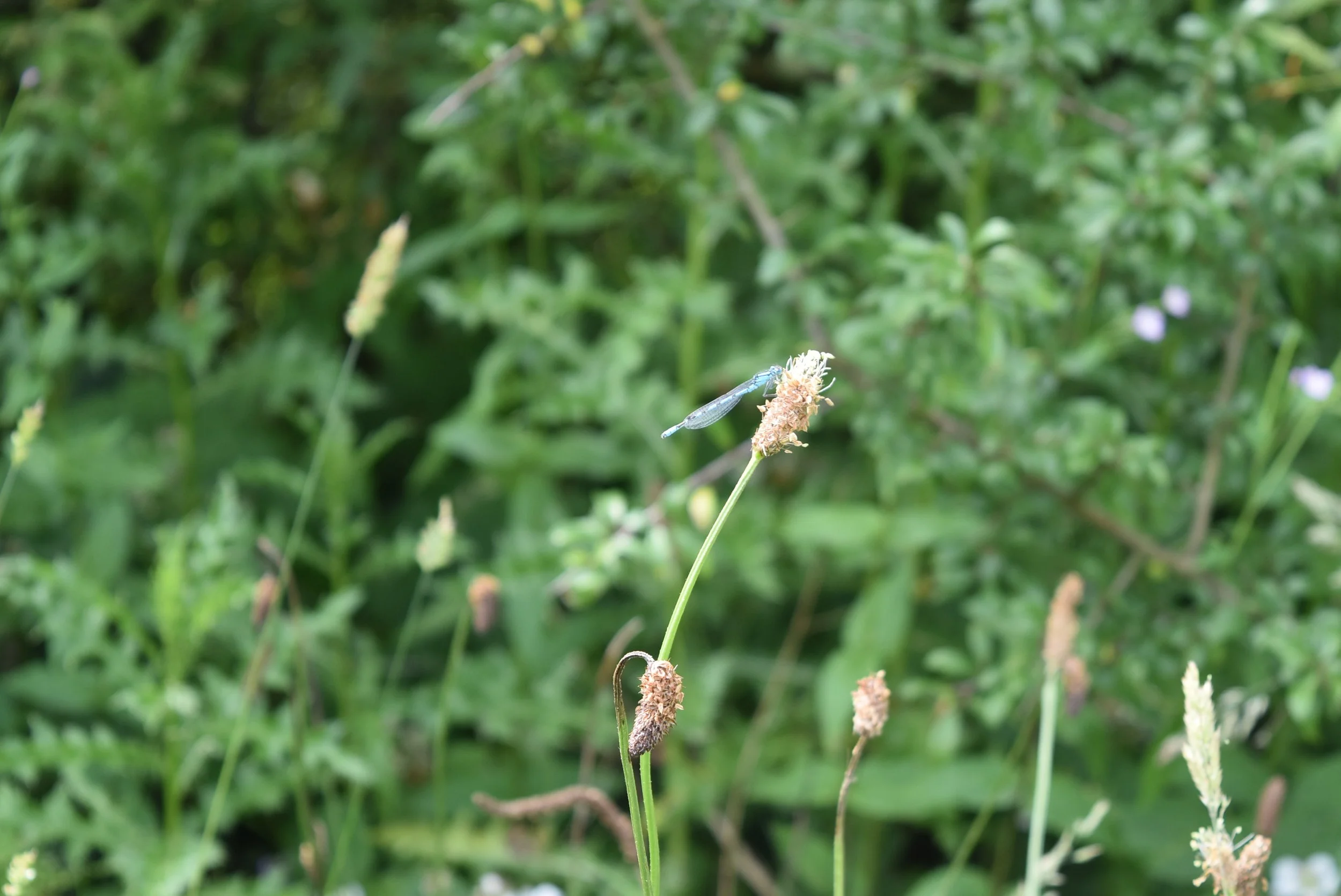 DSC_0139.JPG