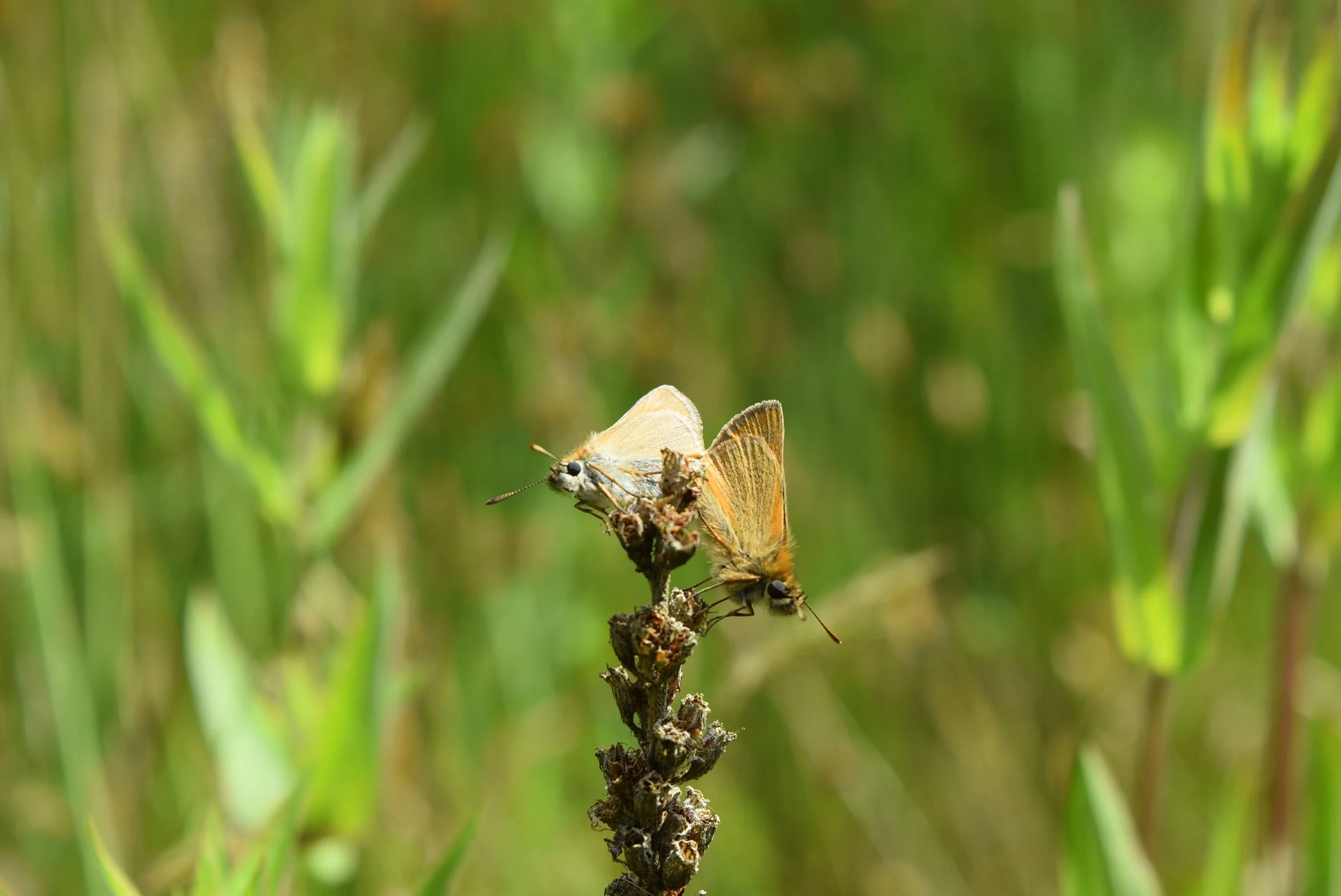 DSC_0155.JPG