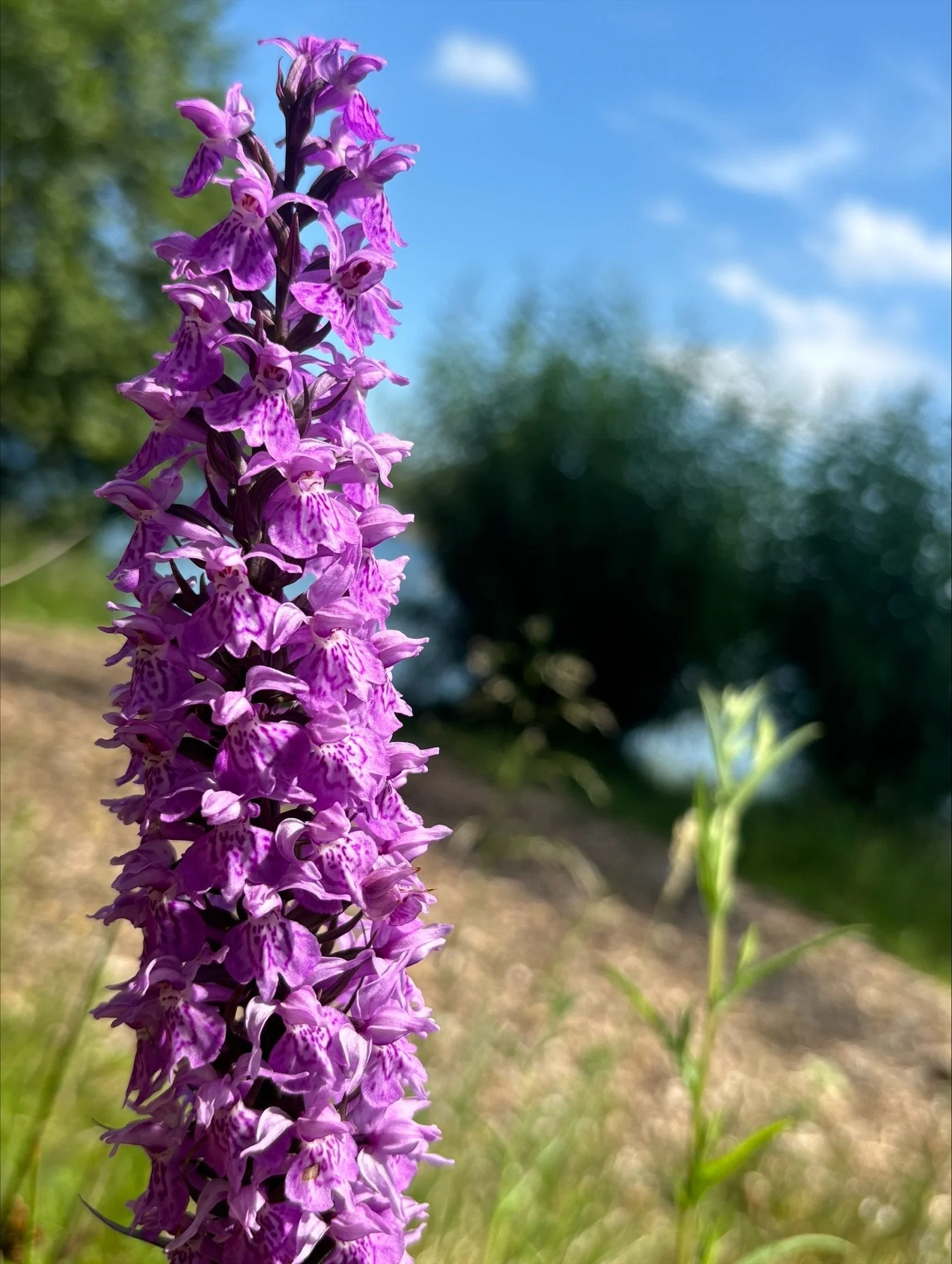 Flower_Ethan.jpeg
