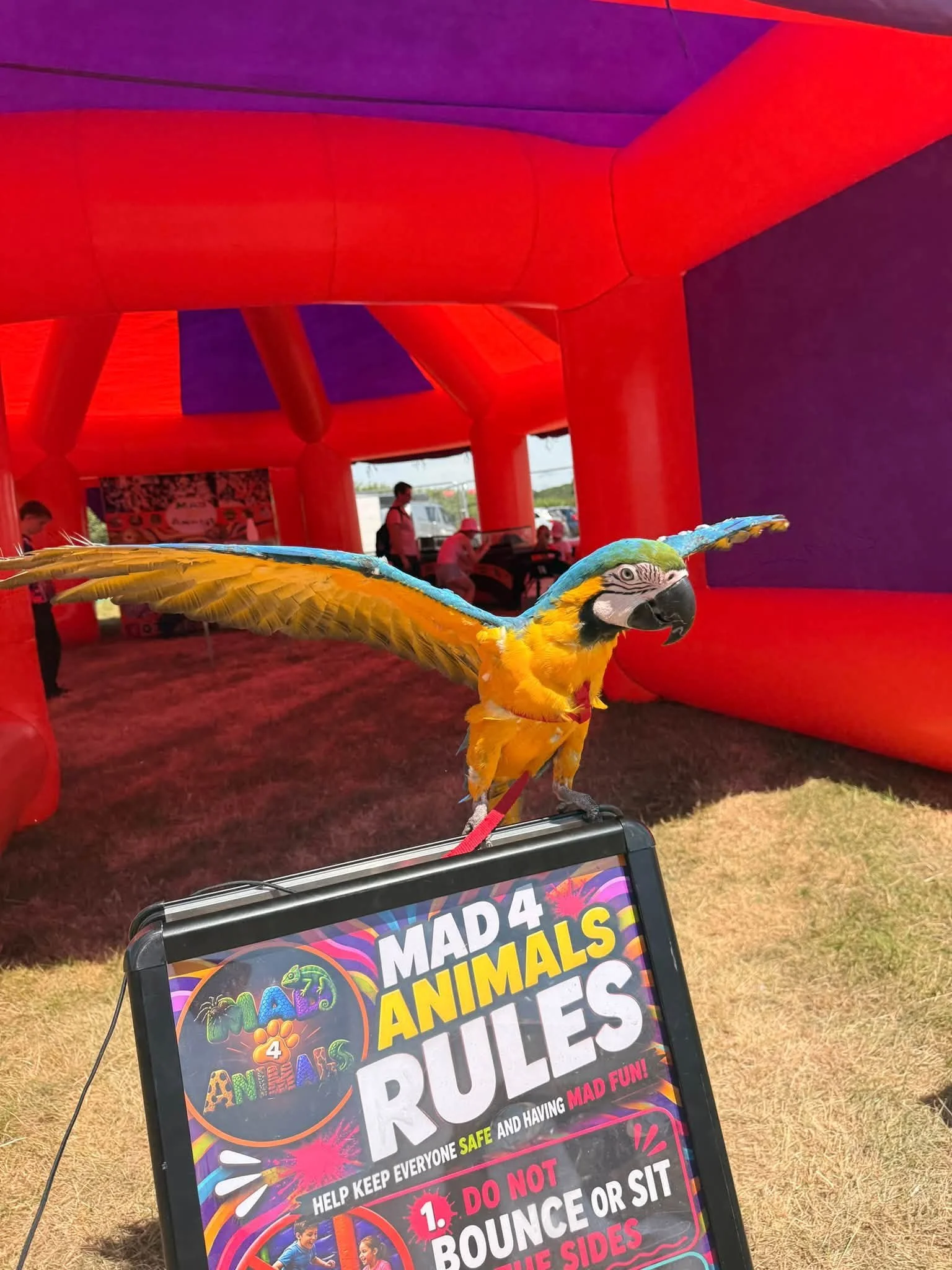 parrot.jpg