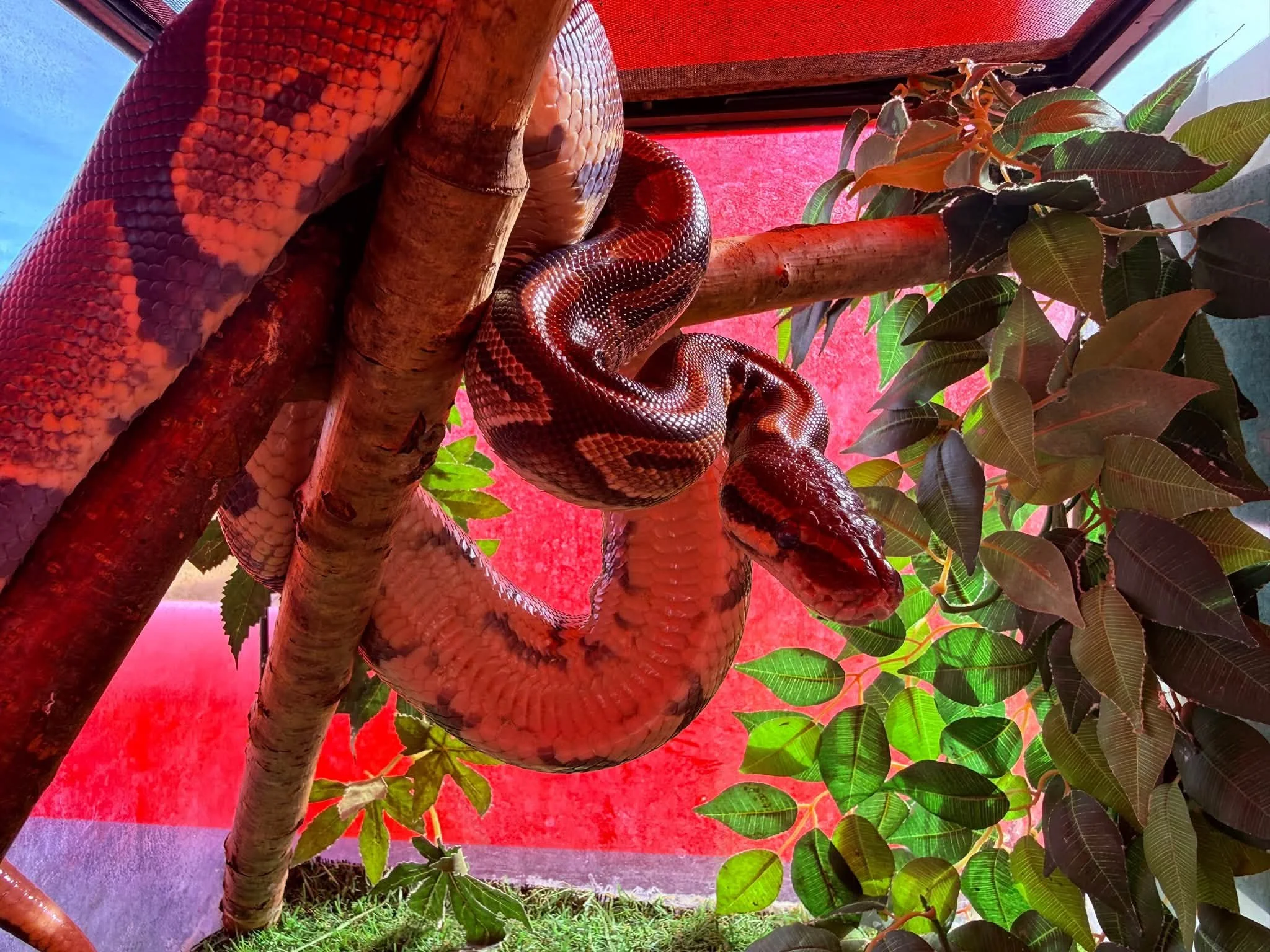 big snake.jpg