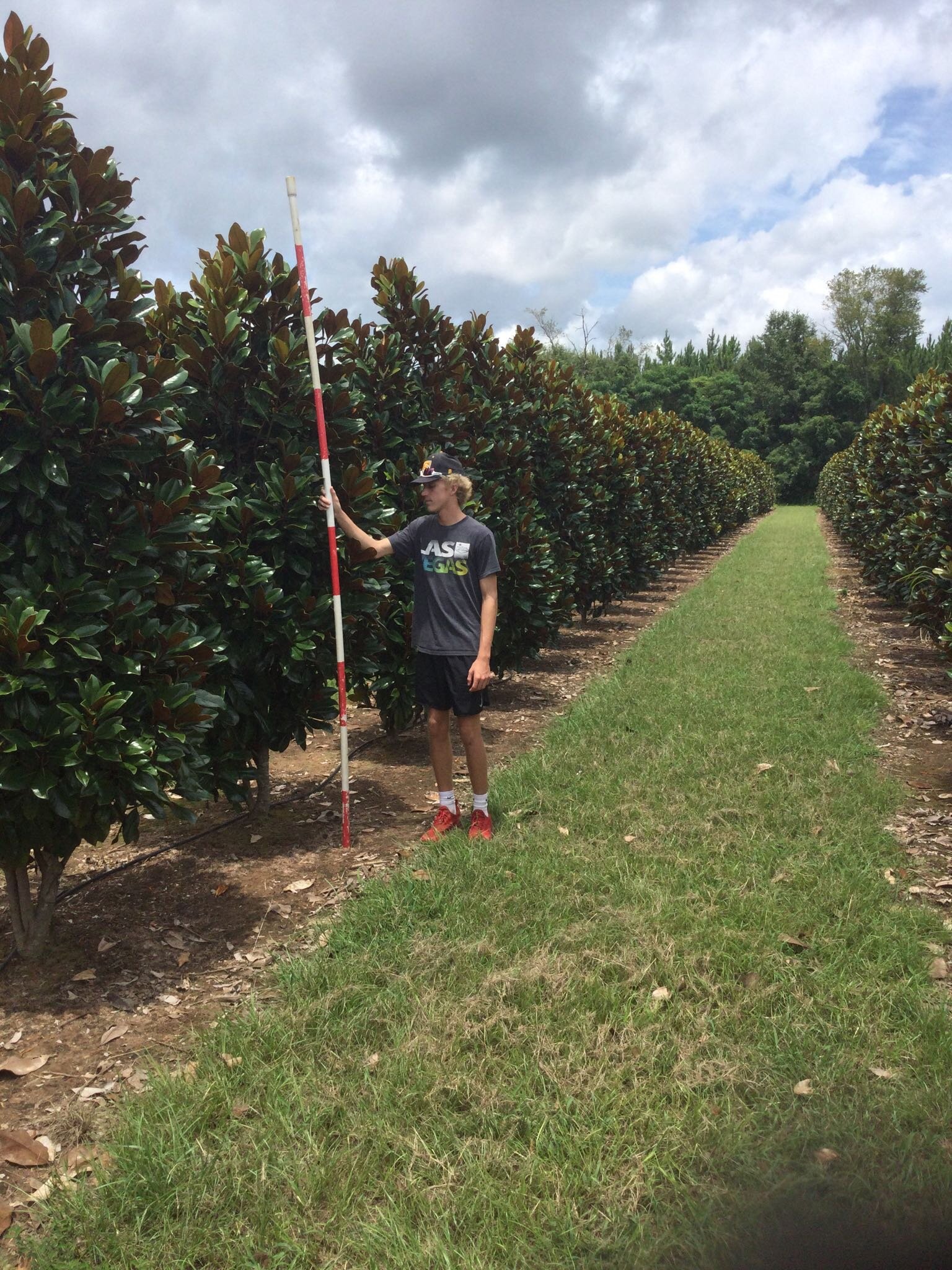 8-10' D.D. Blanchard Magnolia