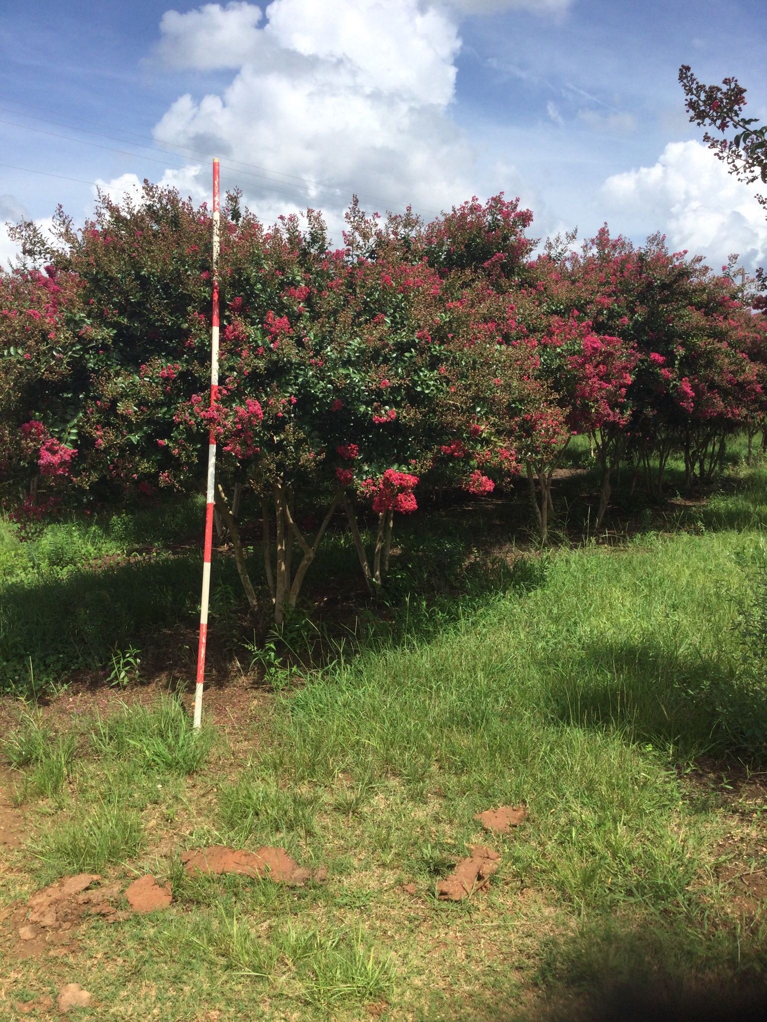 8-10' Tonto Crape Myrtle
