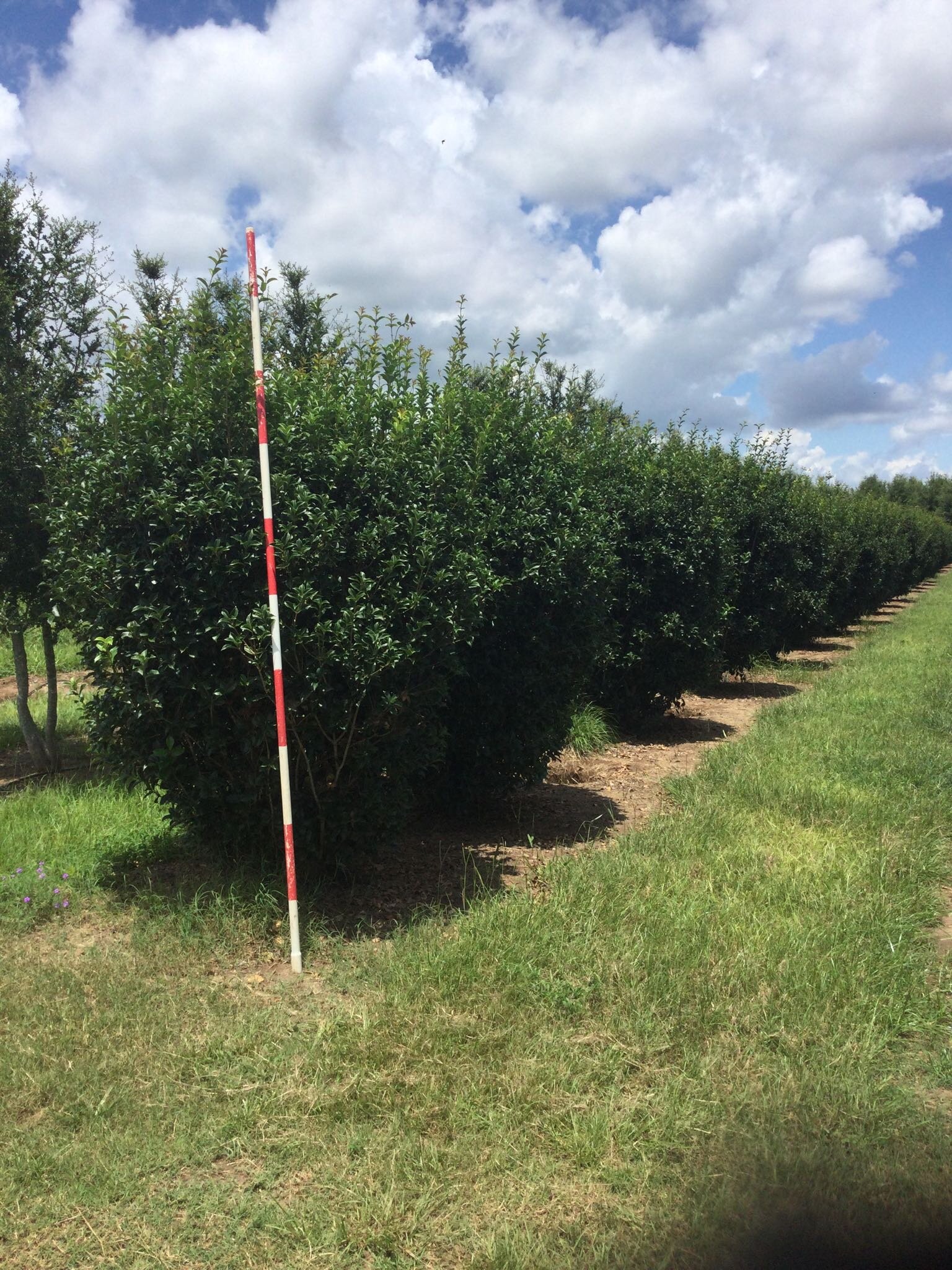 8' Fortunei Osmanthus