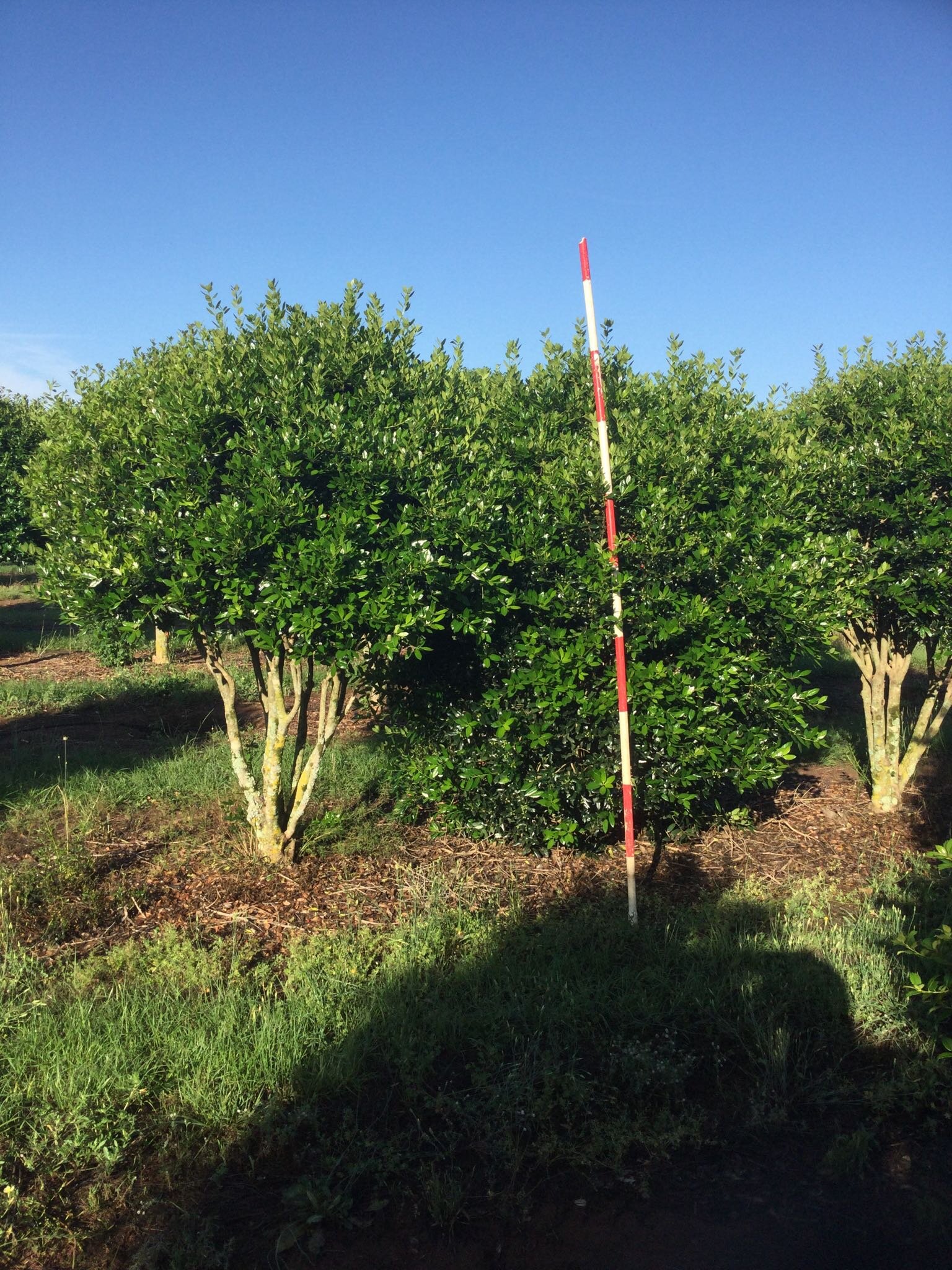 8' Needlepoint Holly tree form and full to the ground