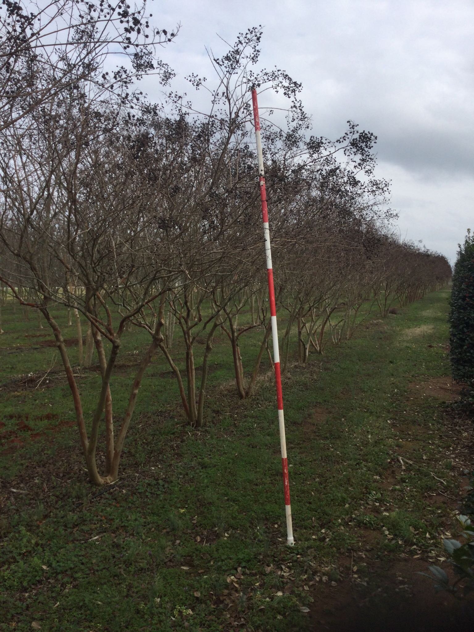 10' Natchez Crape Myrtle